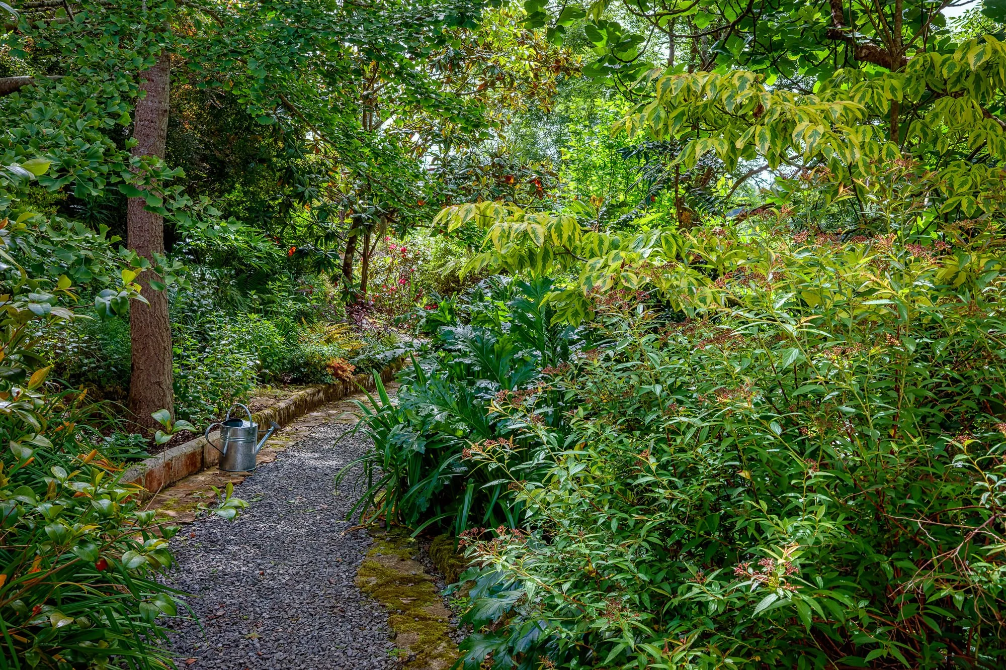 The evolution of a garden