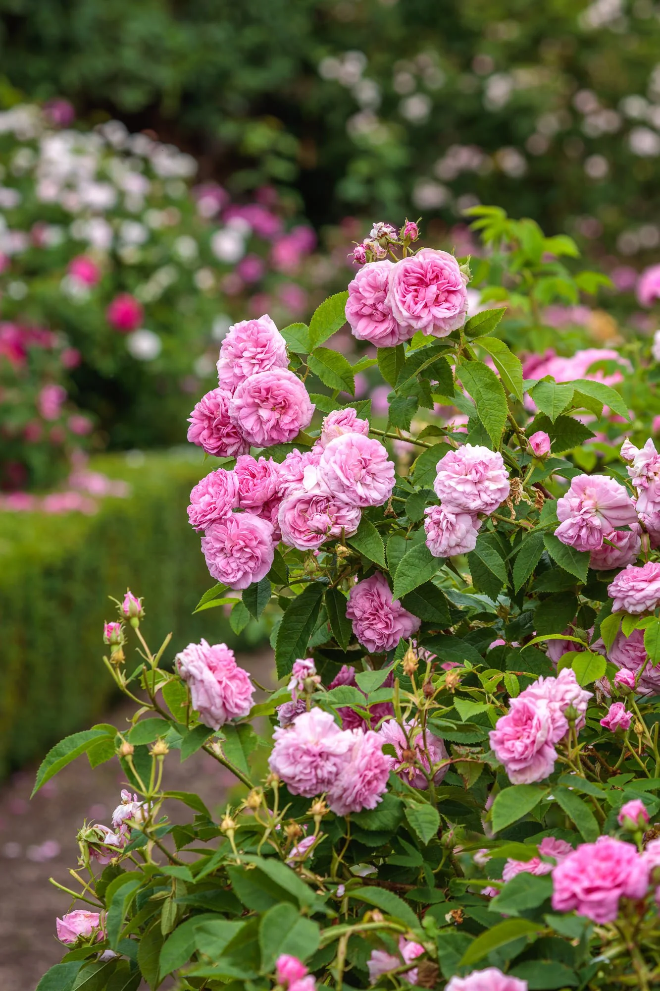 Carolside Gardens