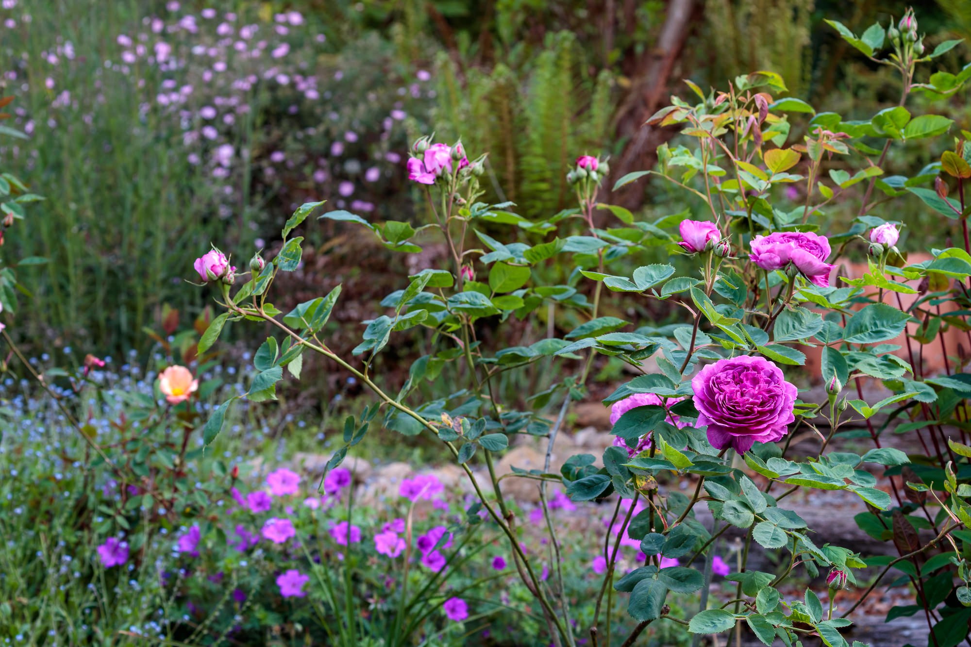 La Corolla Garden