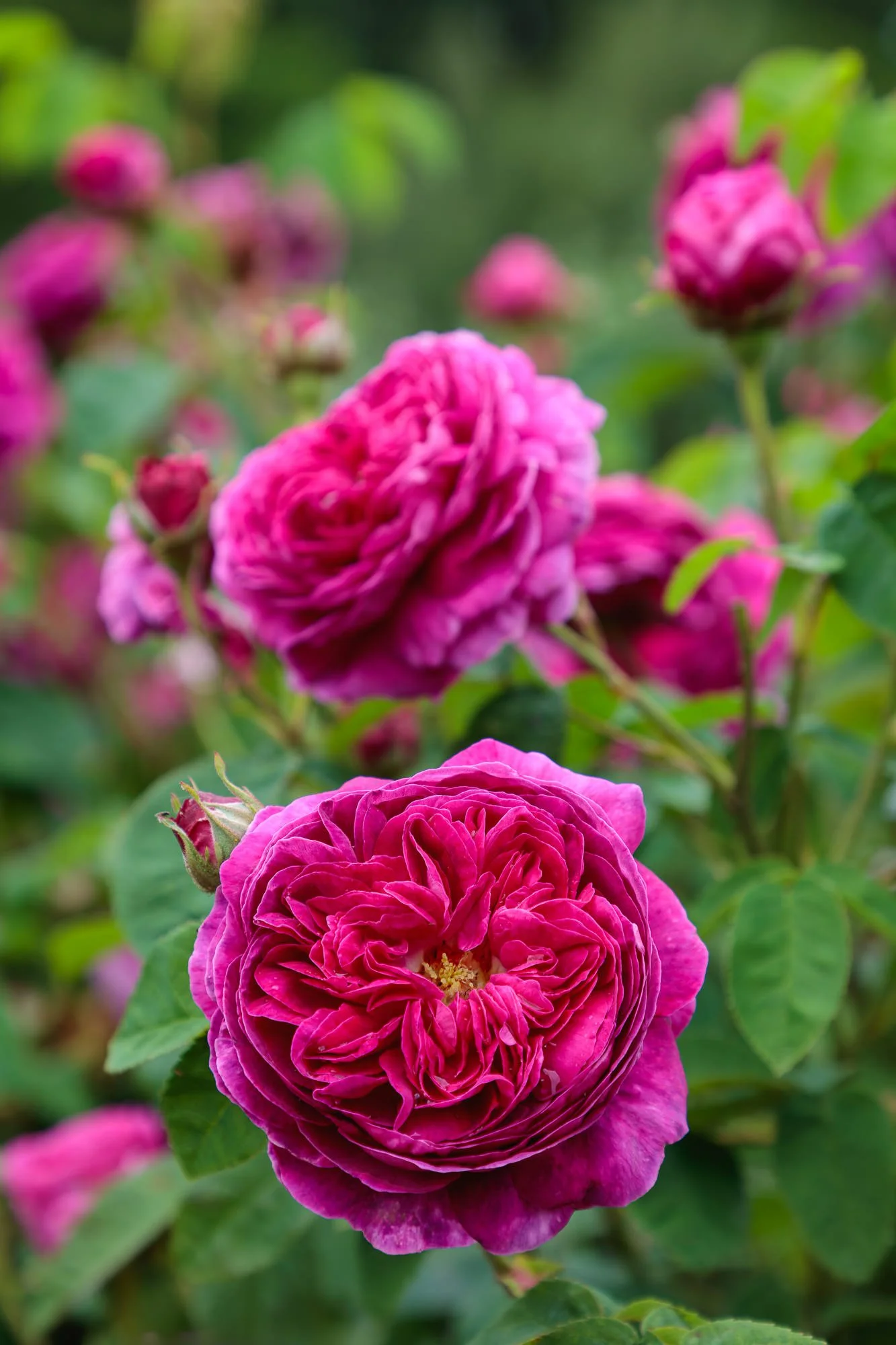 Carolside Gardens