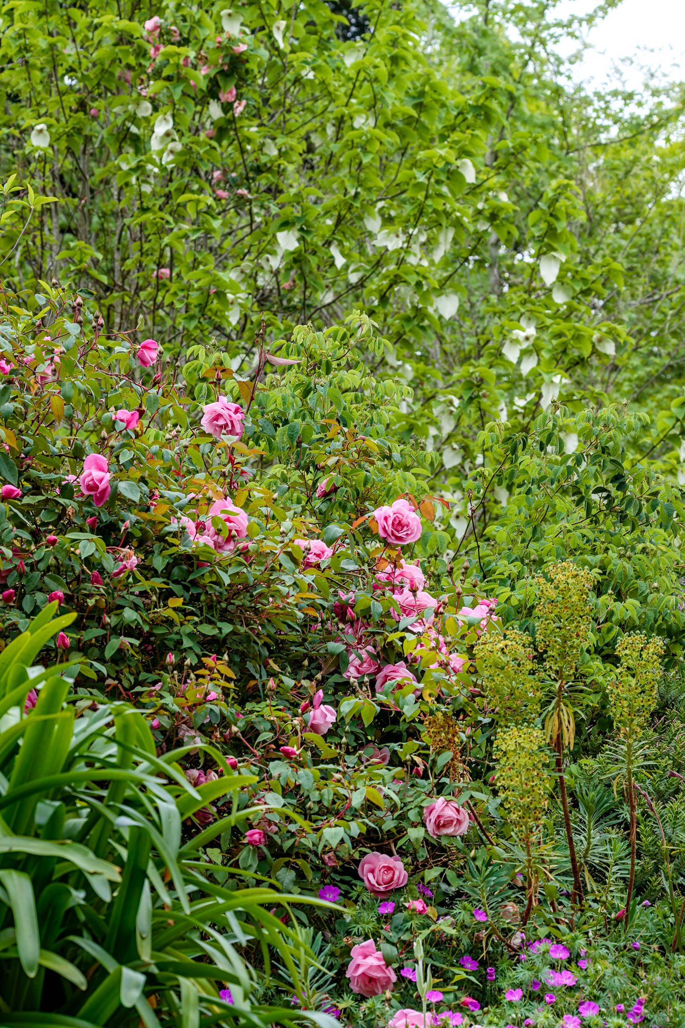 La Corolla Garden