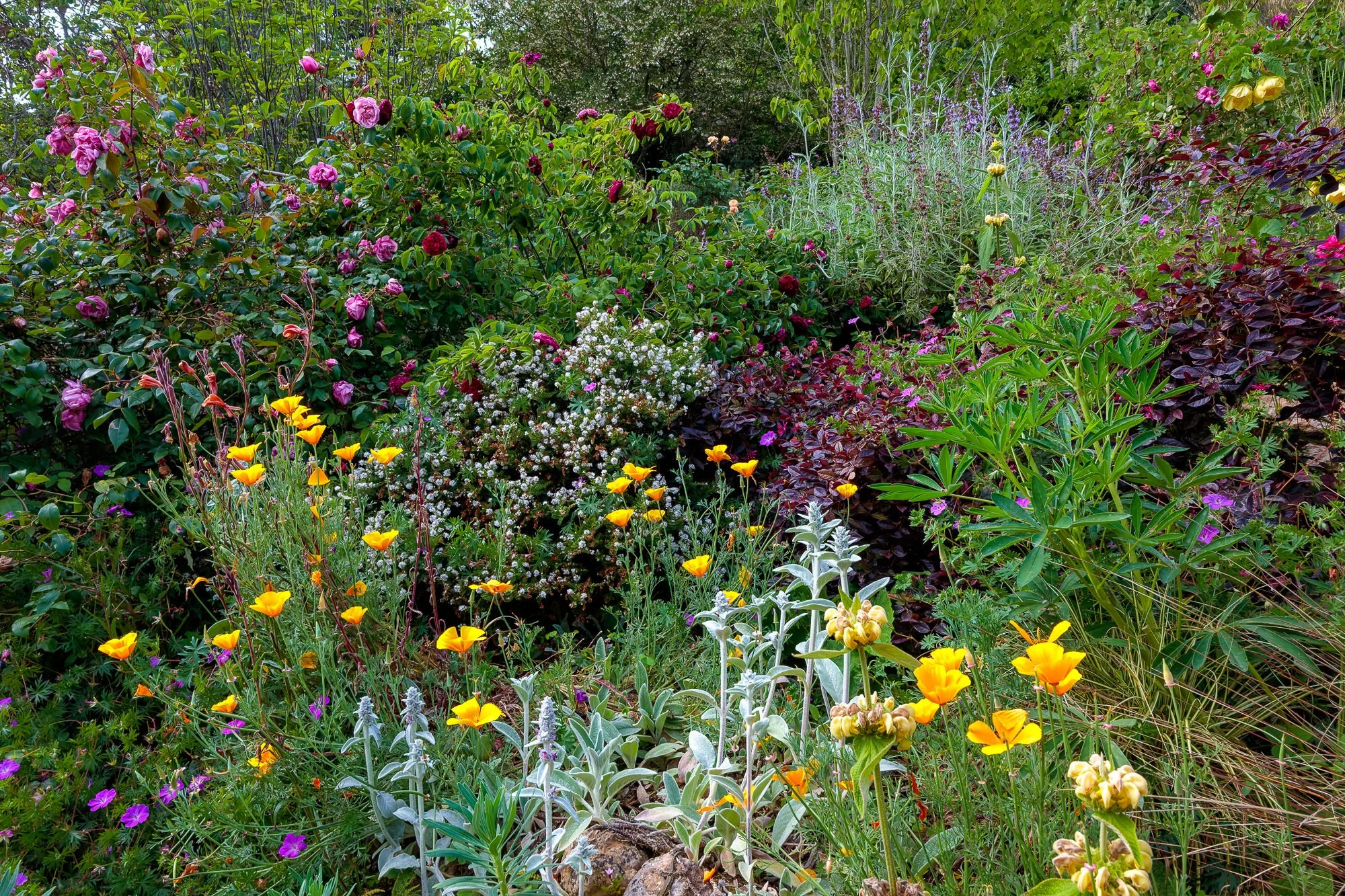 La Corolla Garden