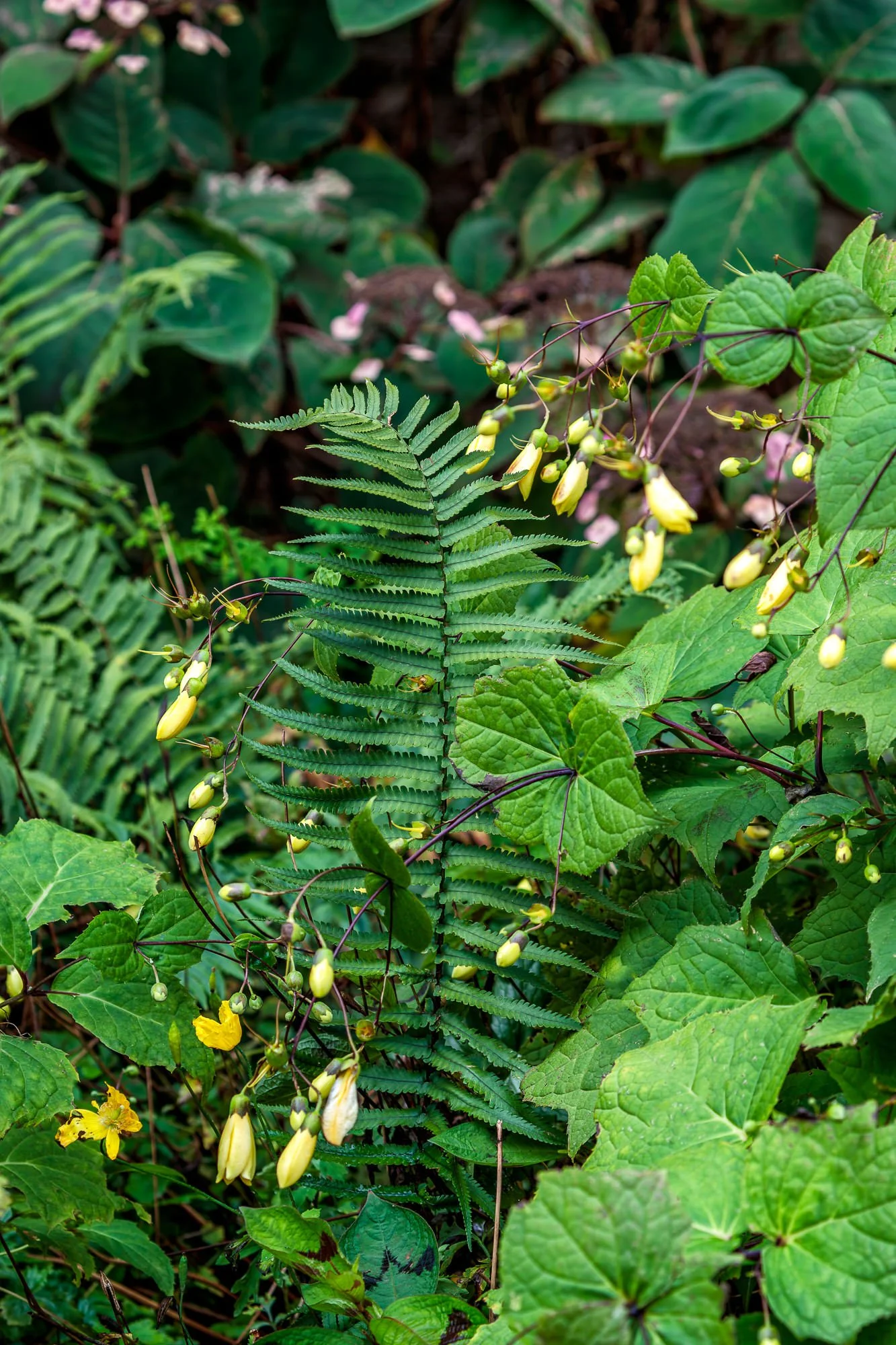 Lowther Castle & Gardens, Cumbria, UK