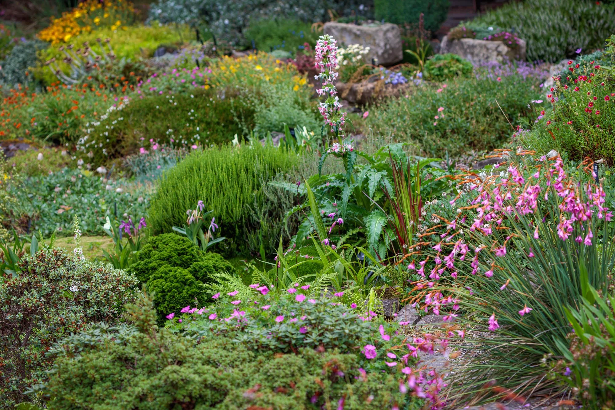 Branklyn Garden, Perth, Scotland, UK