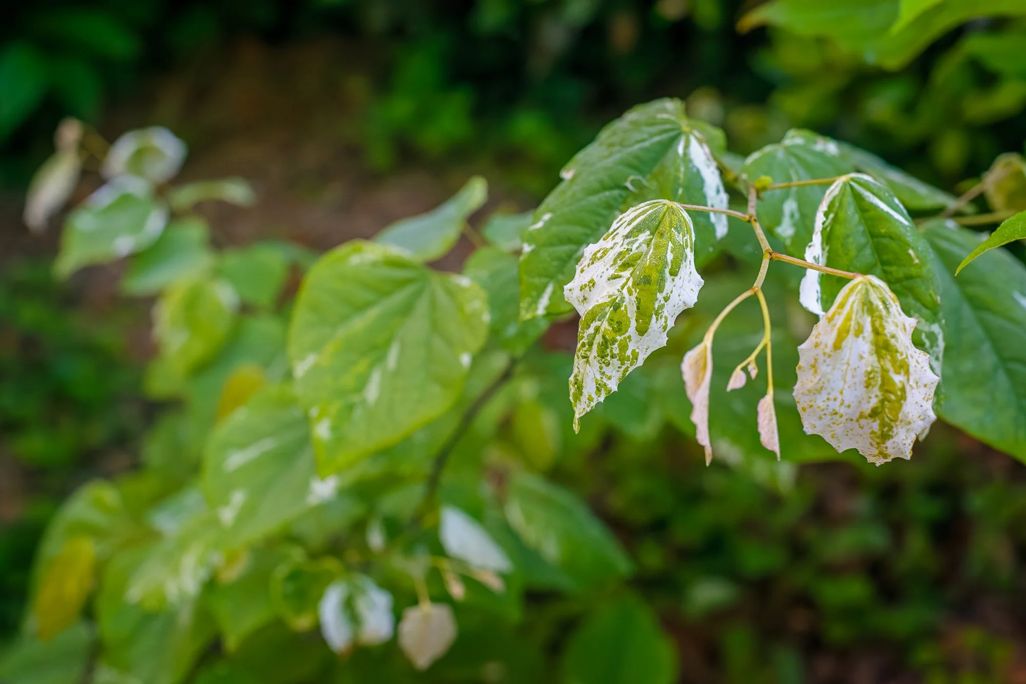 La Corolla Garden