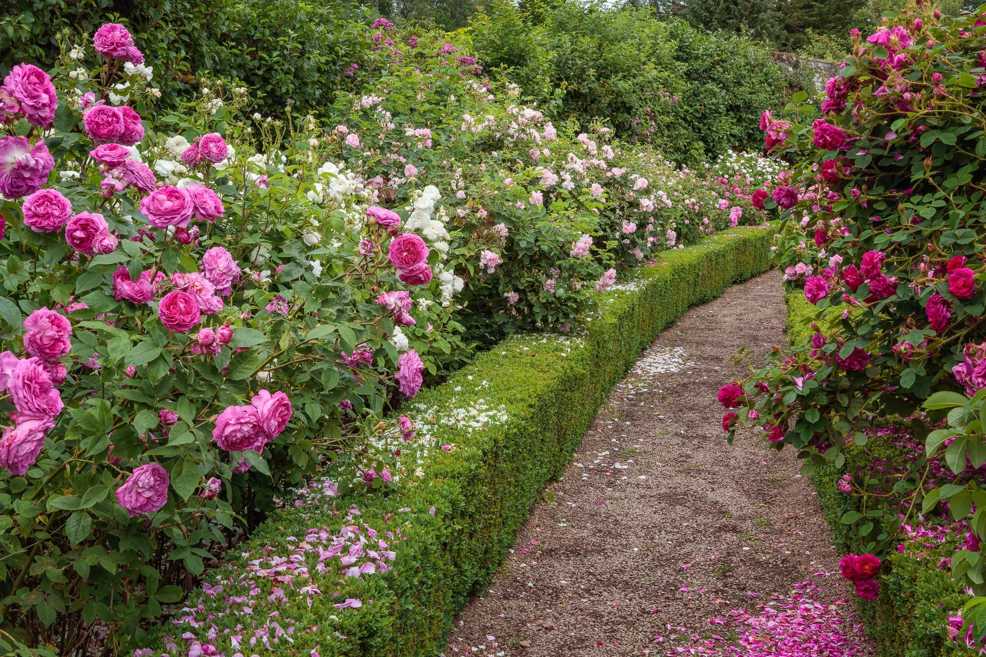 Carolside Gardens
