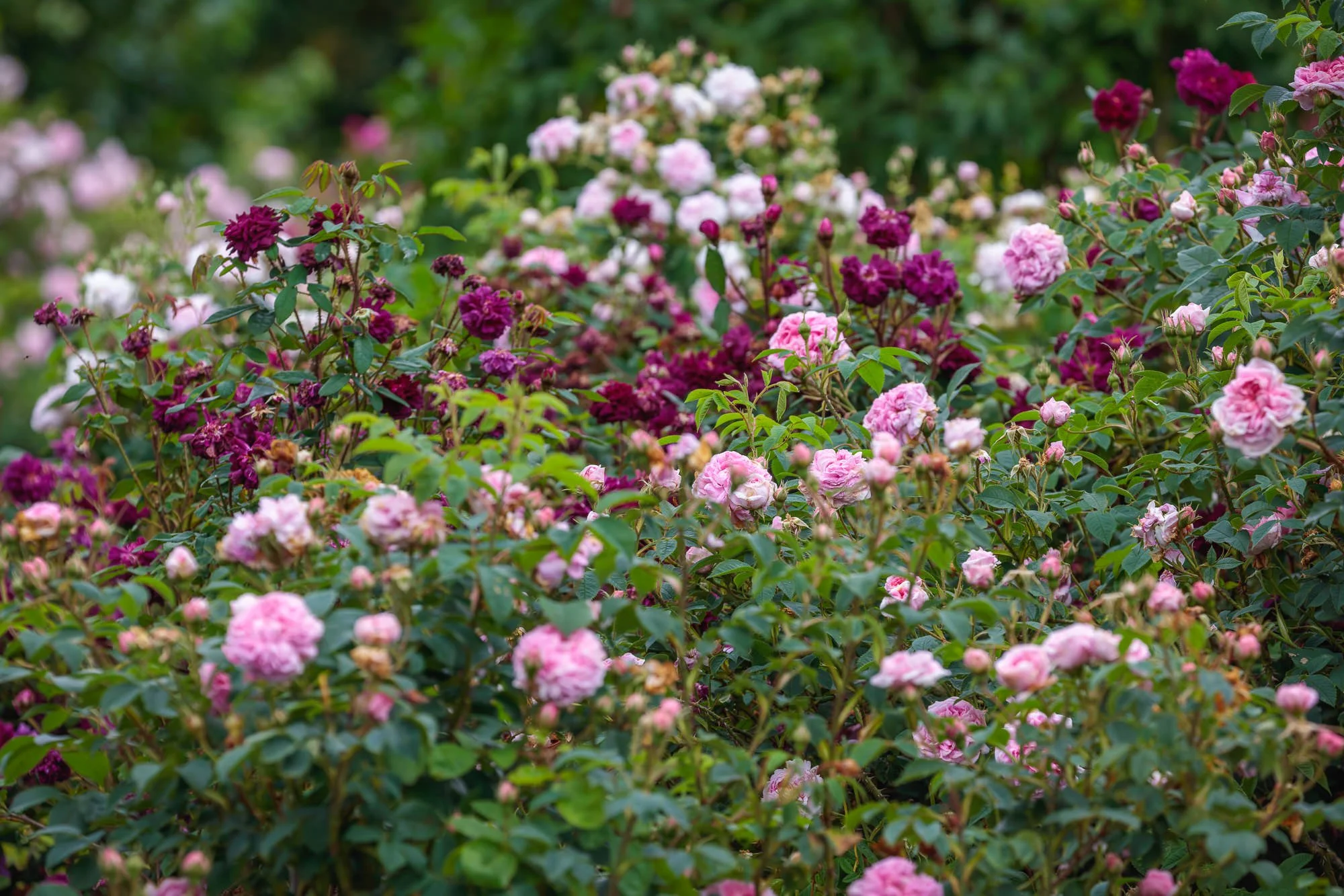 Carolside Gardens
