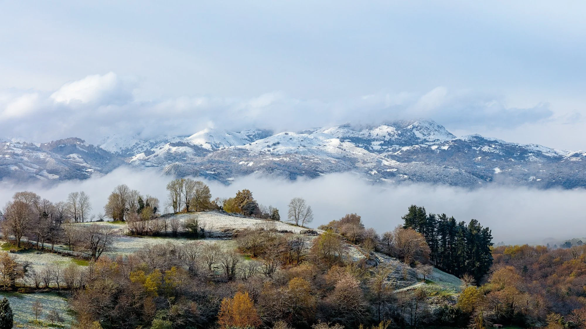 A New Year in the Garden