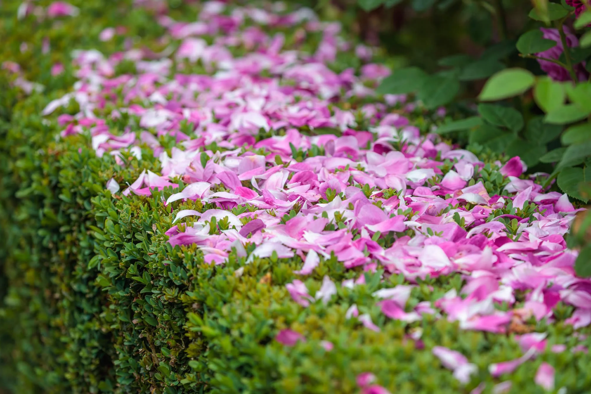 Carolside Gardens