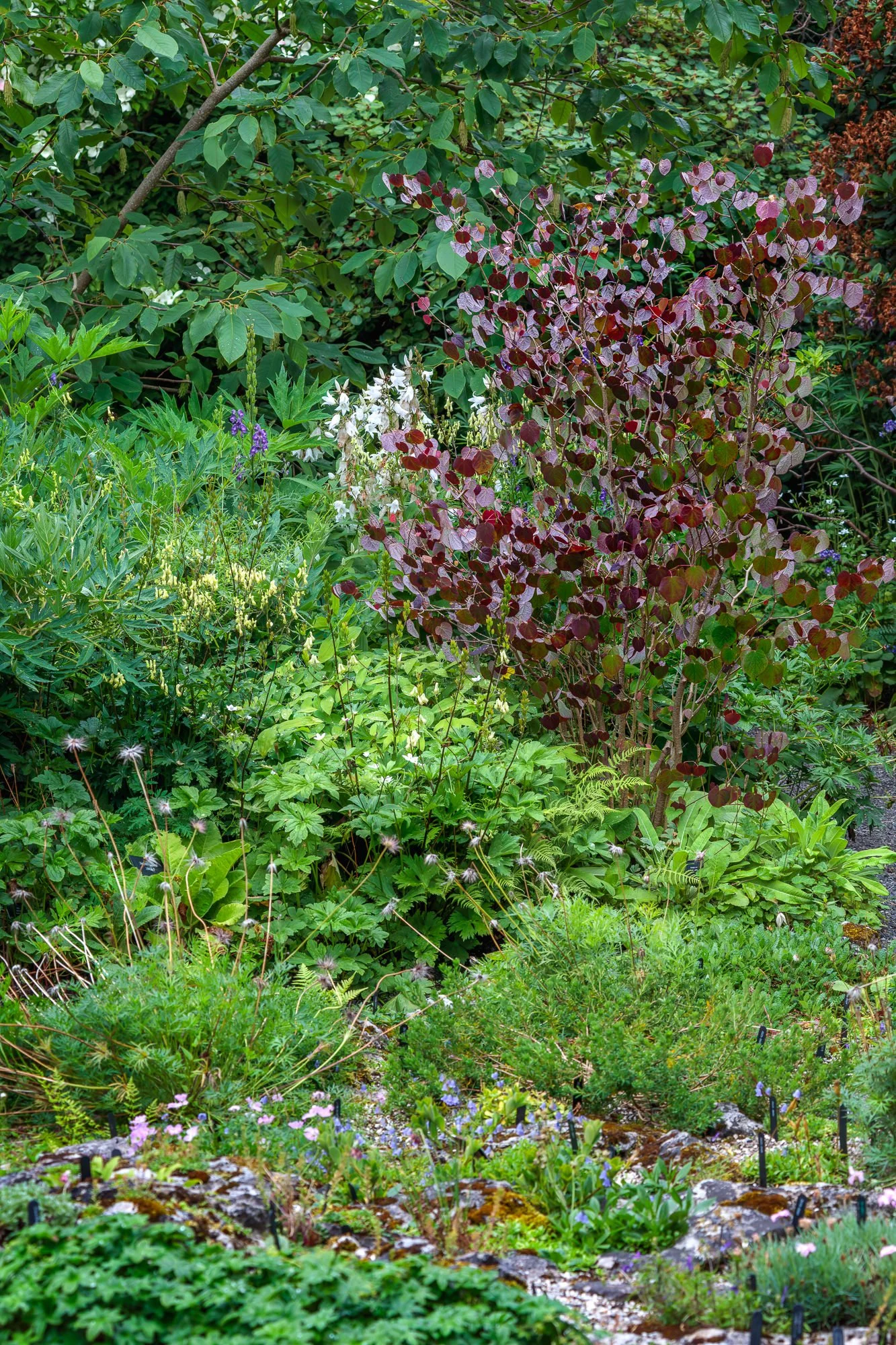 Branklyn Garden, Perth, Scotland, UK