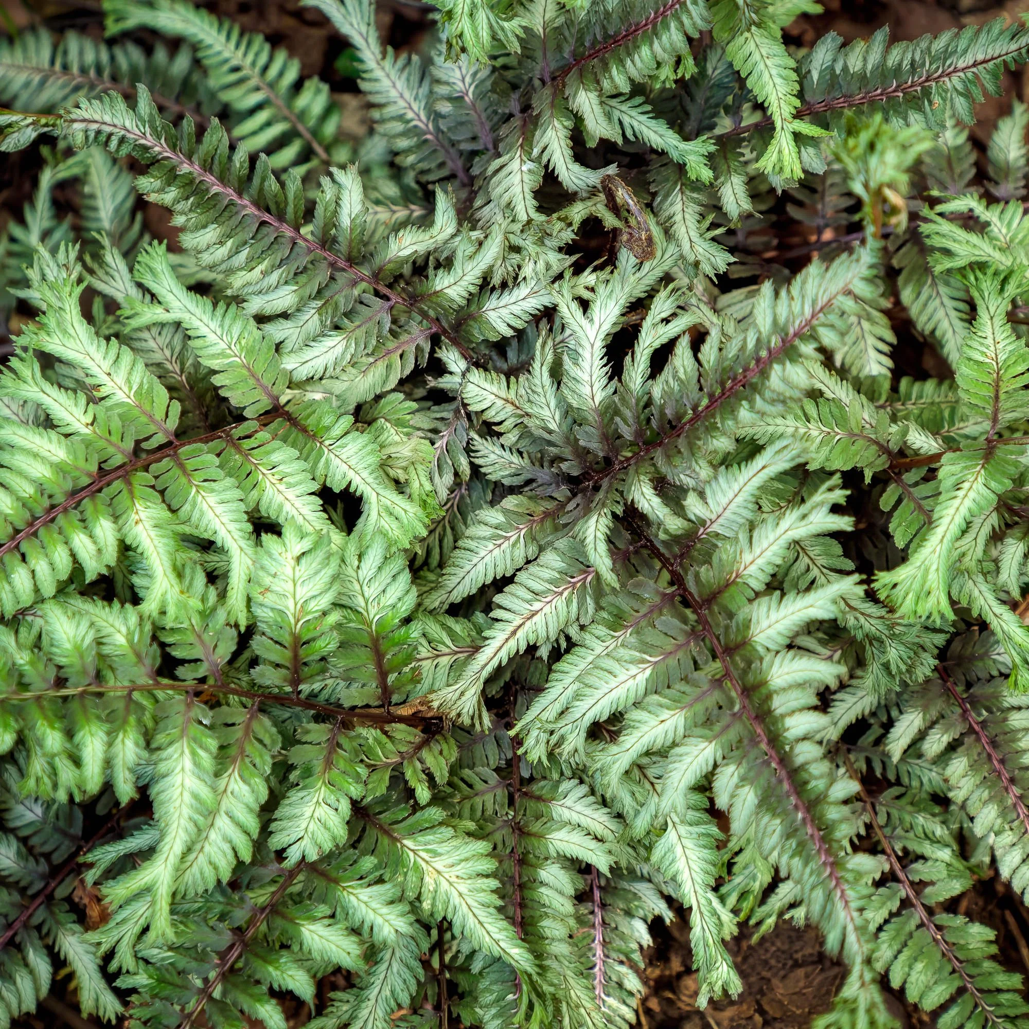 La Corolla Garden