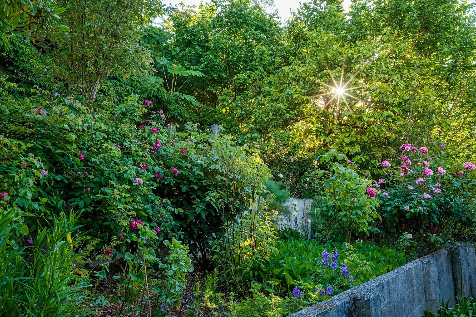 La Corolla Garden