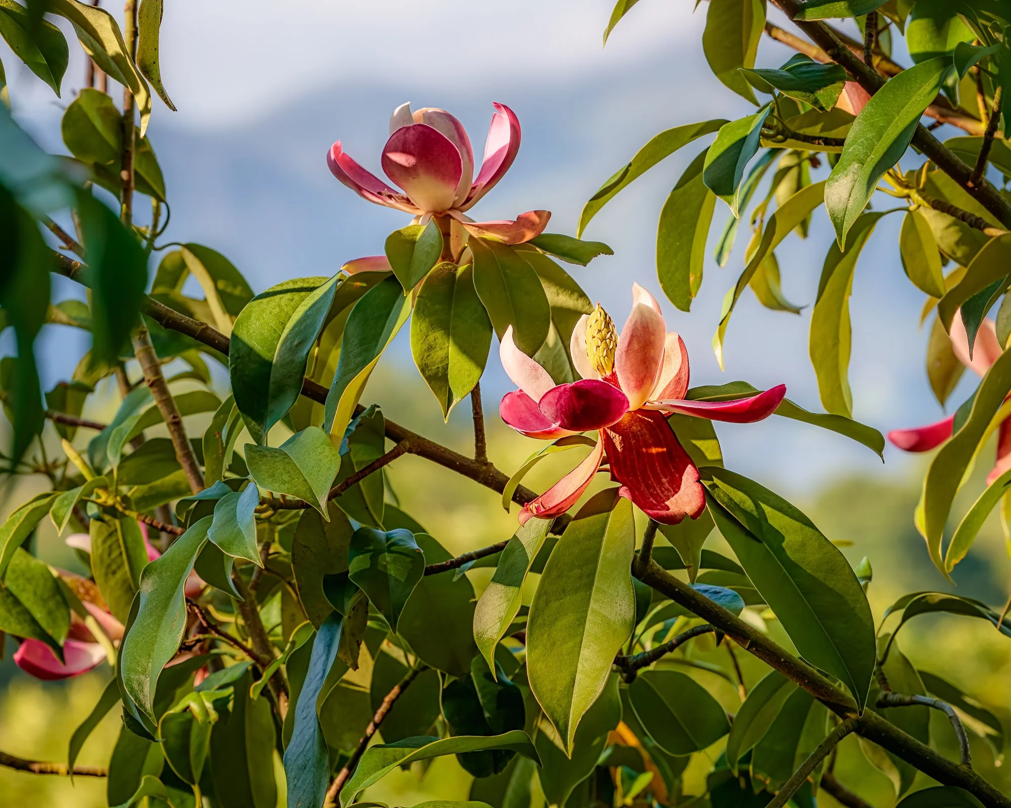 La Corolla Garden