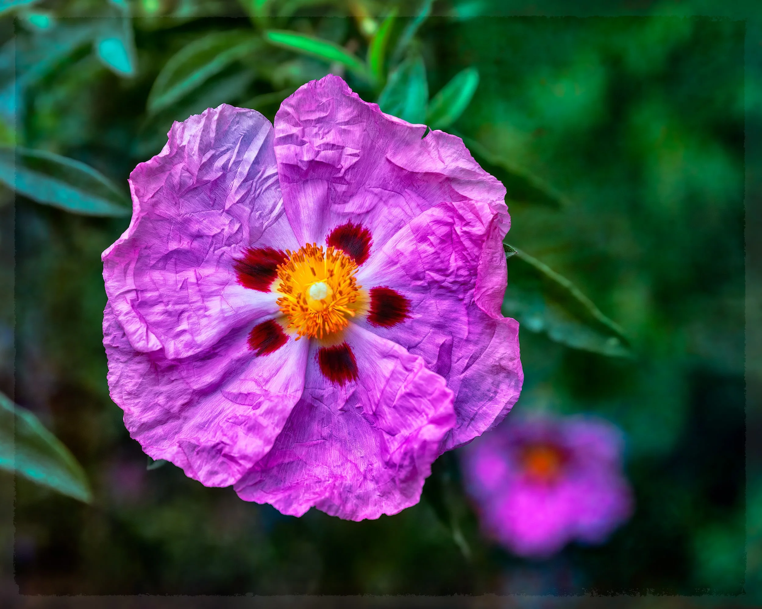 Seasonal scene at La Corolla Garden