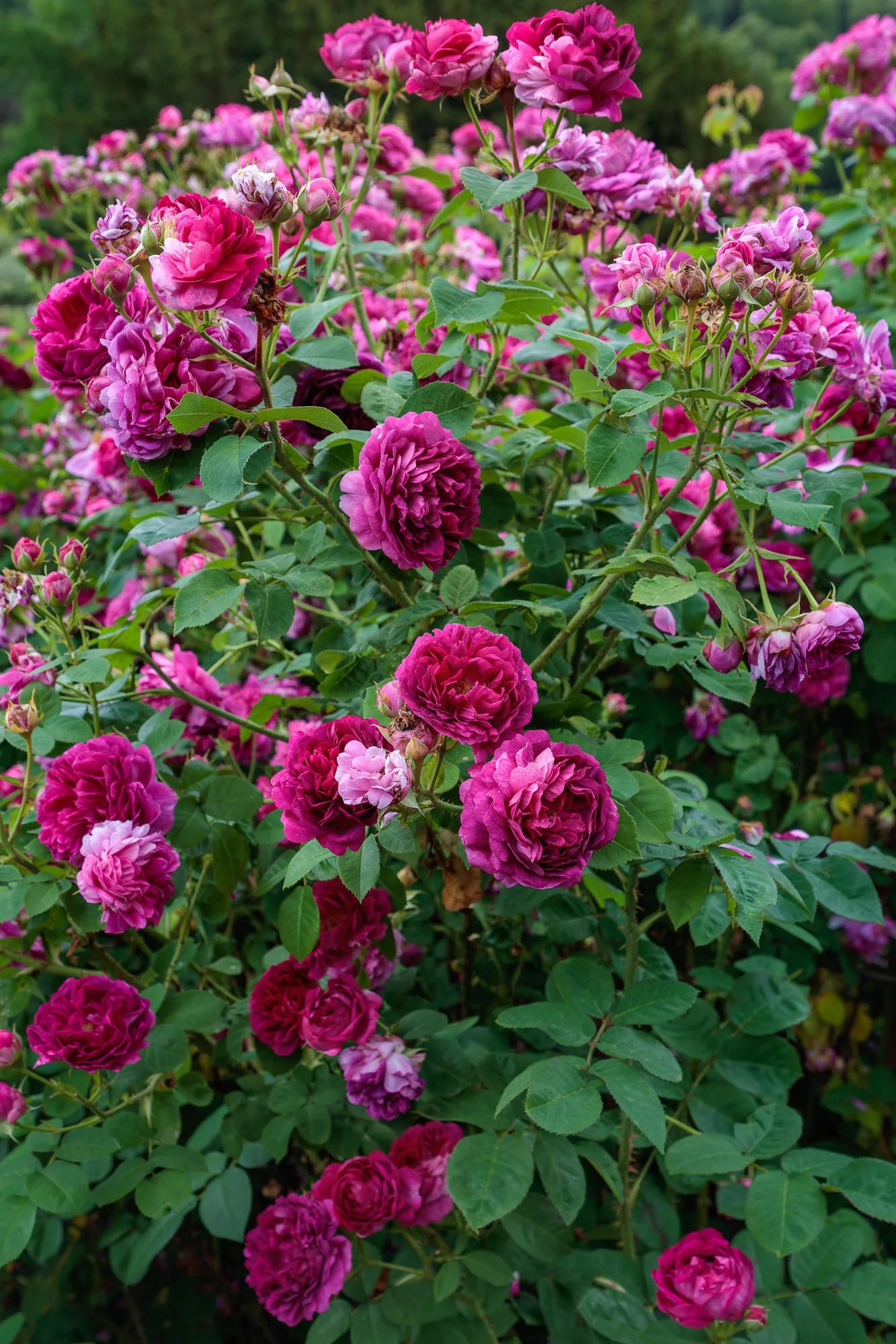 Carolside Gardens