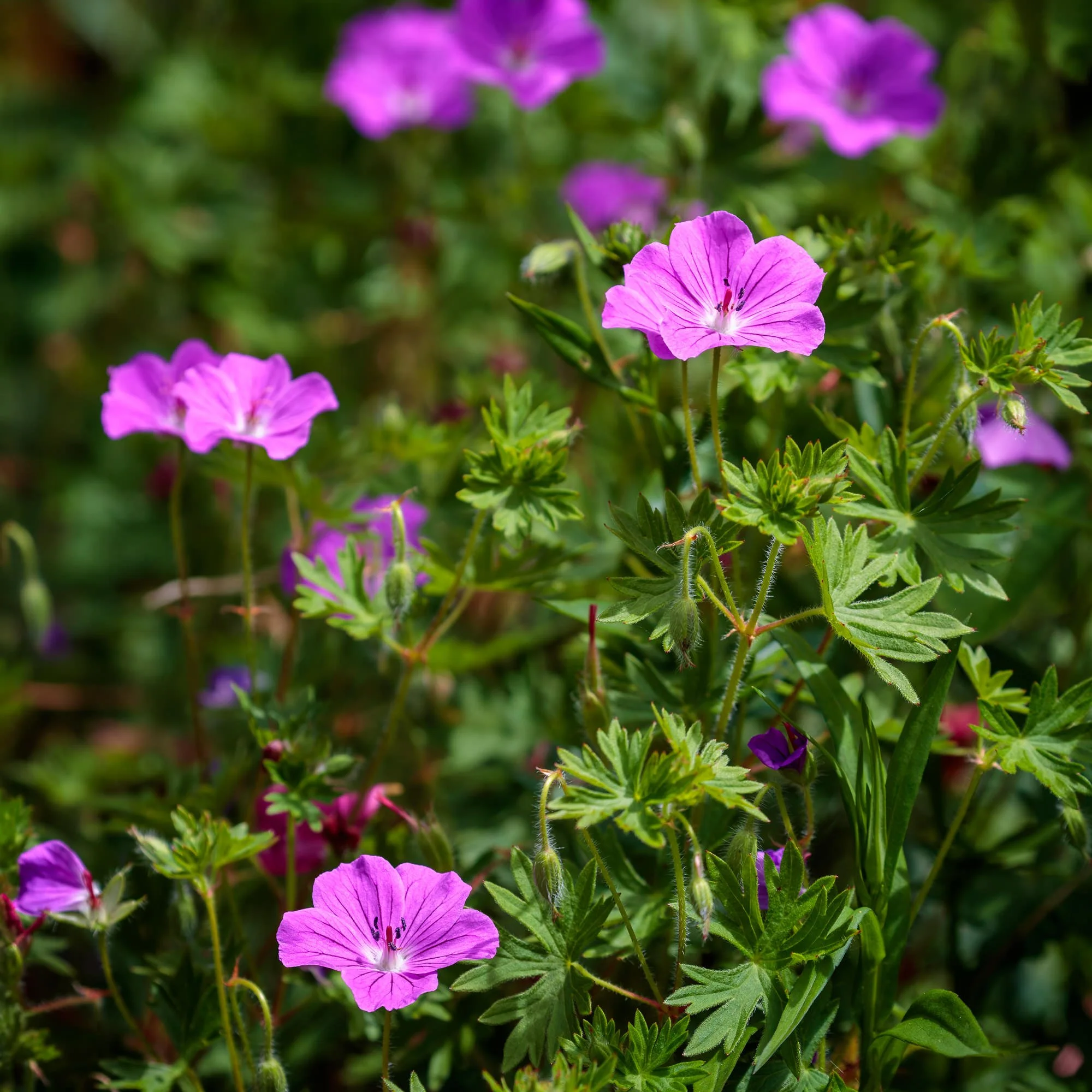 La Corolla Garden