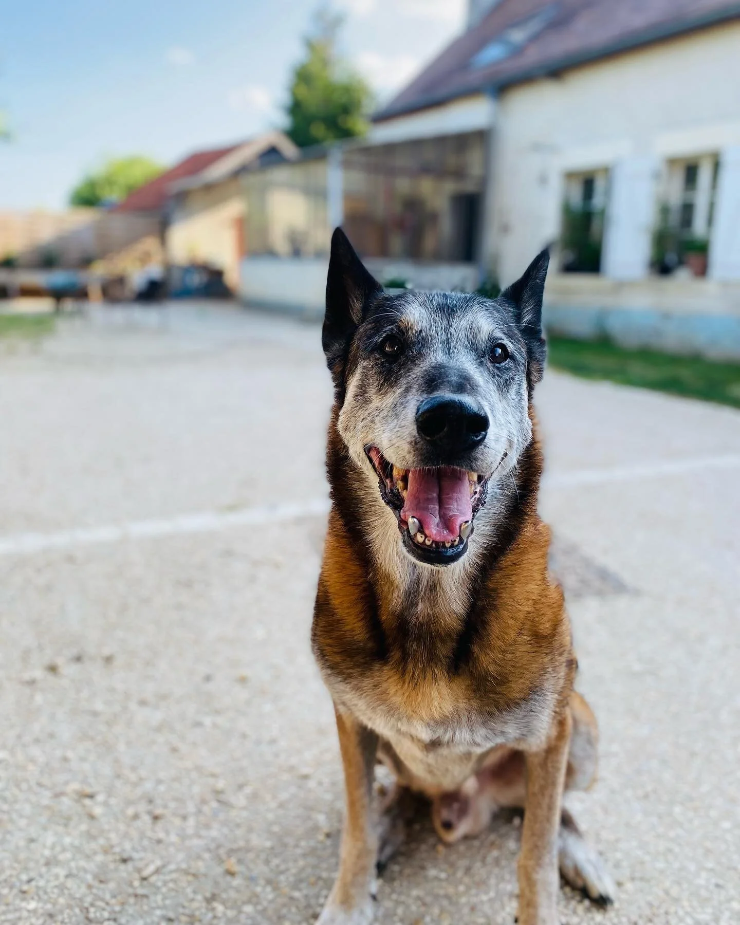 Un cas du lundi un peu particulier&hellip;.! 

Flint, malinois de 13 ans qui a pratiqu&eacute; le ring &agrave; haut niveau et qui a b&eacute;n&eacute;fici&eacute; d&rsquo;un suivi aux petits oignons durant toute sa carri&egrave;re. Aujourd&rsquo;hui