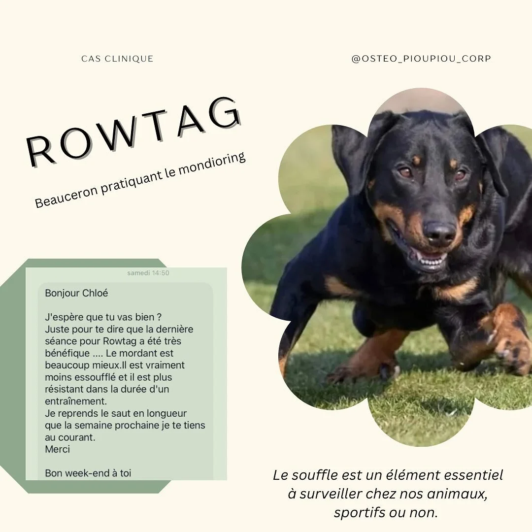 LE CAS DU LUNDI! 

Rowtag est un beauceron de 3 ans pratiquant le mondioring. Il m&rsquo;est pr&eacute;sent&eacute; deux fois en deux mois pour des difficult&eacute;s &agrave; sauter (la longueur), et une tendance &agrave; l&acirc;cher sa prise dans 