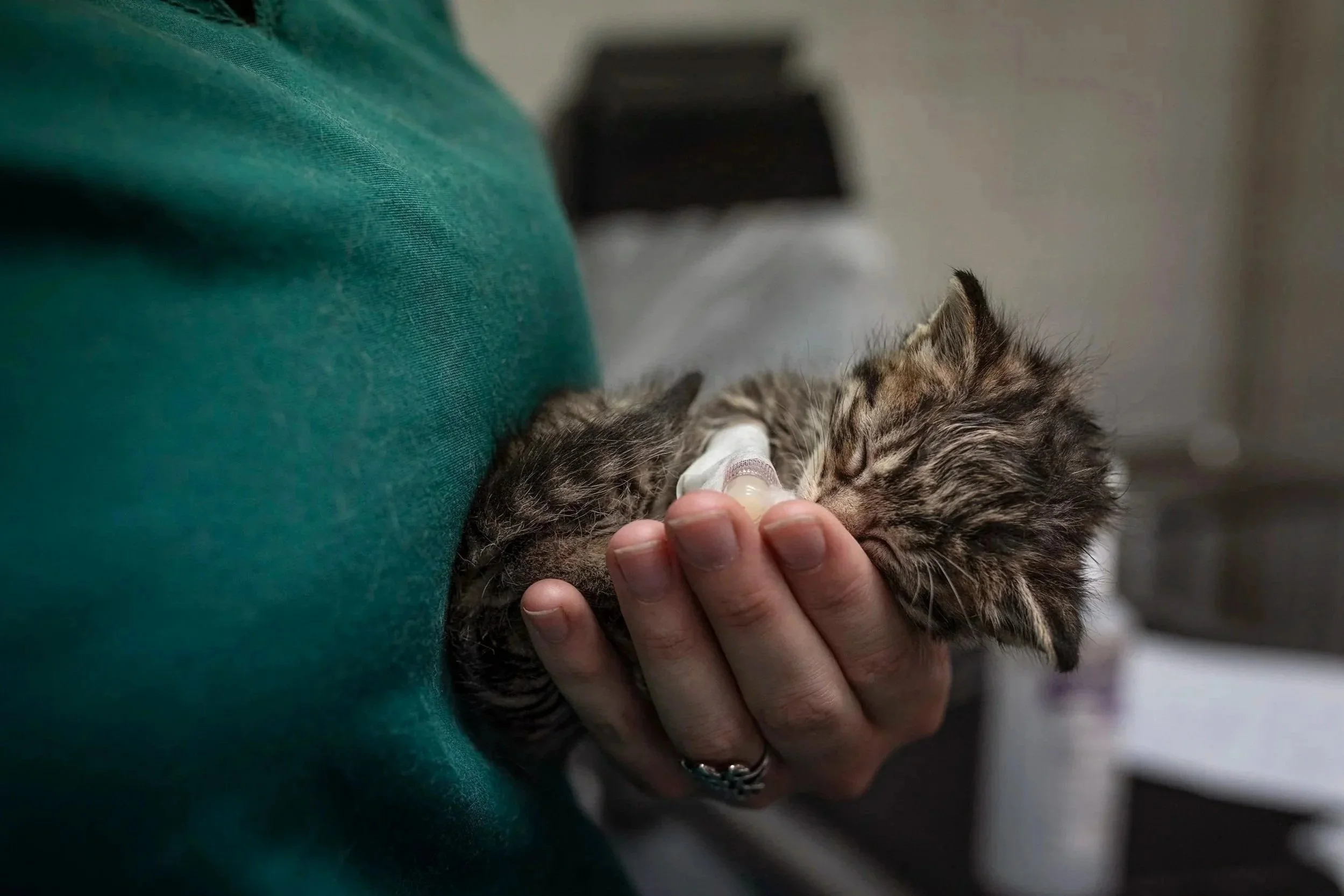 Small sleeping kitten being held gently in veterinary nurses hand after being given a transfusion