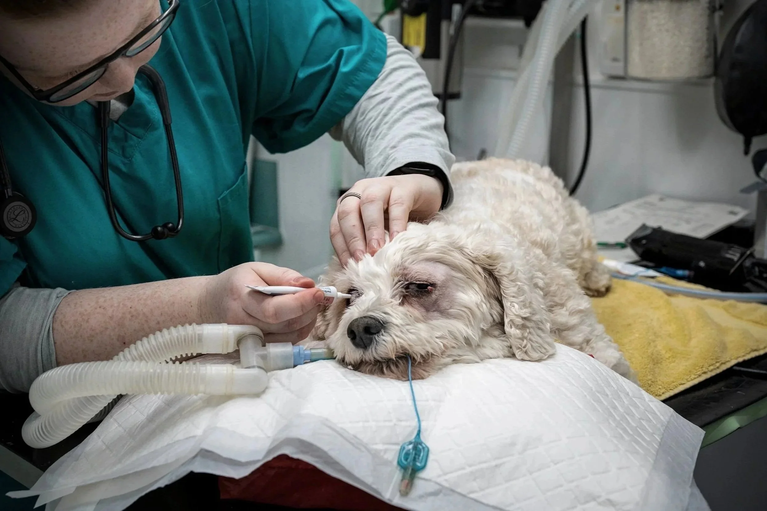 Veterinary nurse applying eye lubricant to anaesthetised dog prior to eye surgery