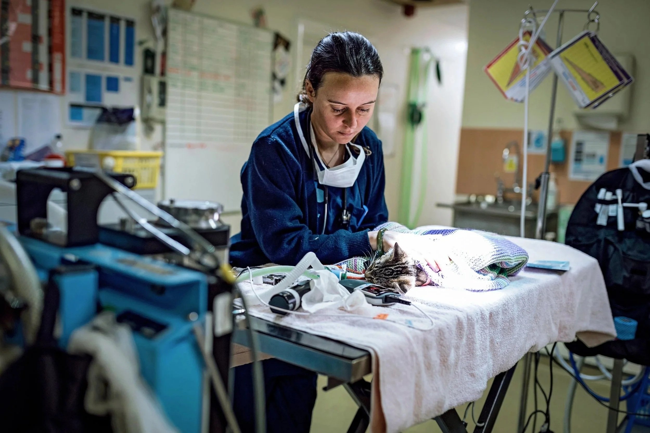 Blue Cross veterinary nurse monitoring an anesthetised cat in prep room while waiting for procedure