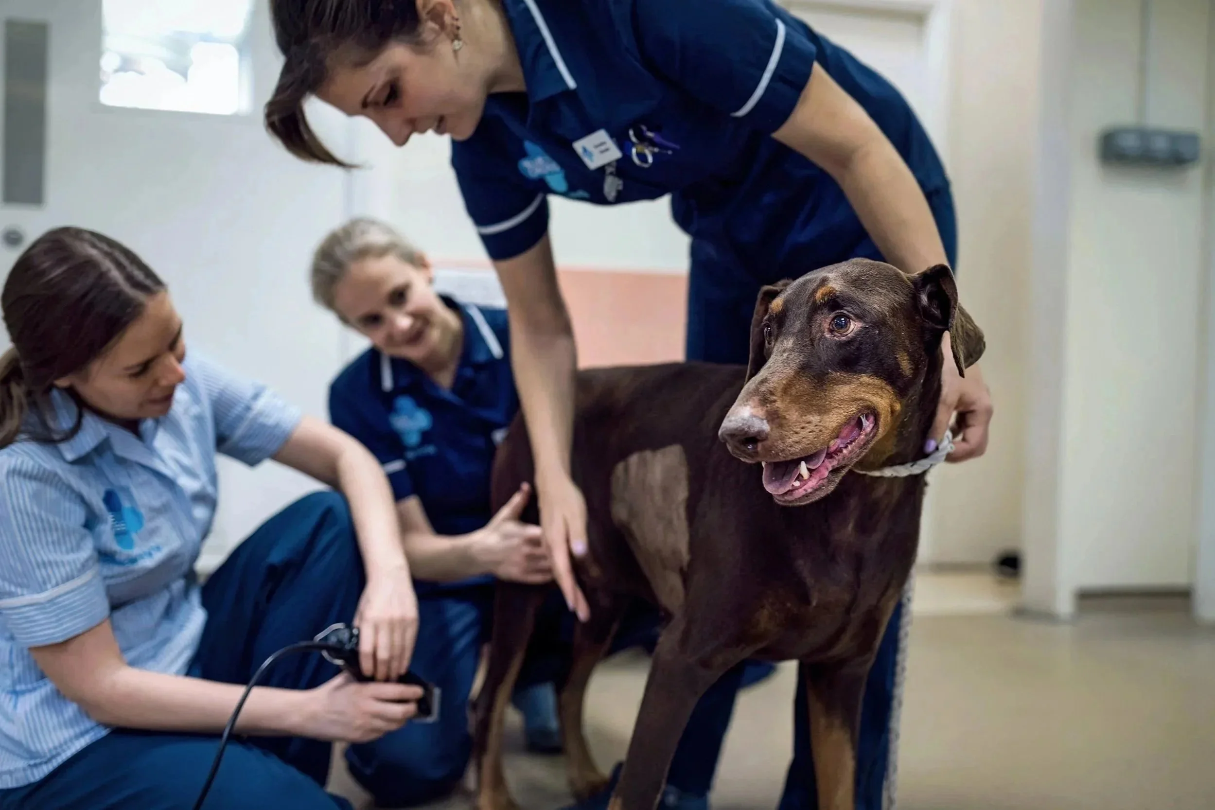 Three Blue Cross nurses clipping the flank of a Dobermans chest prior to an ultrasound