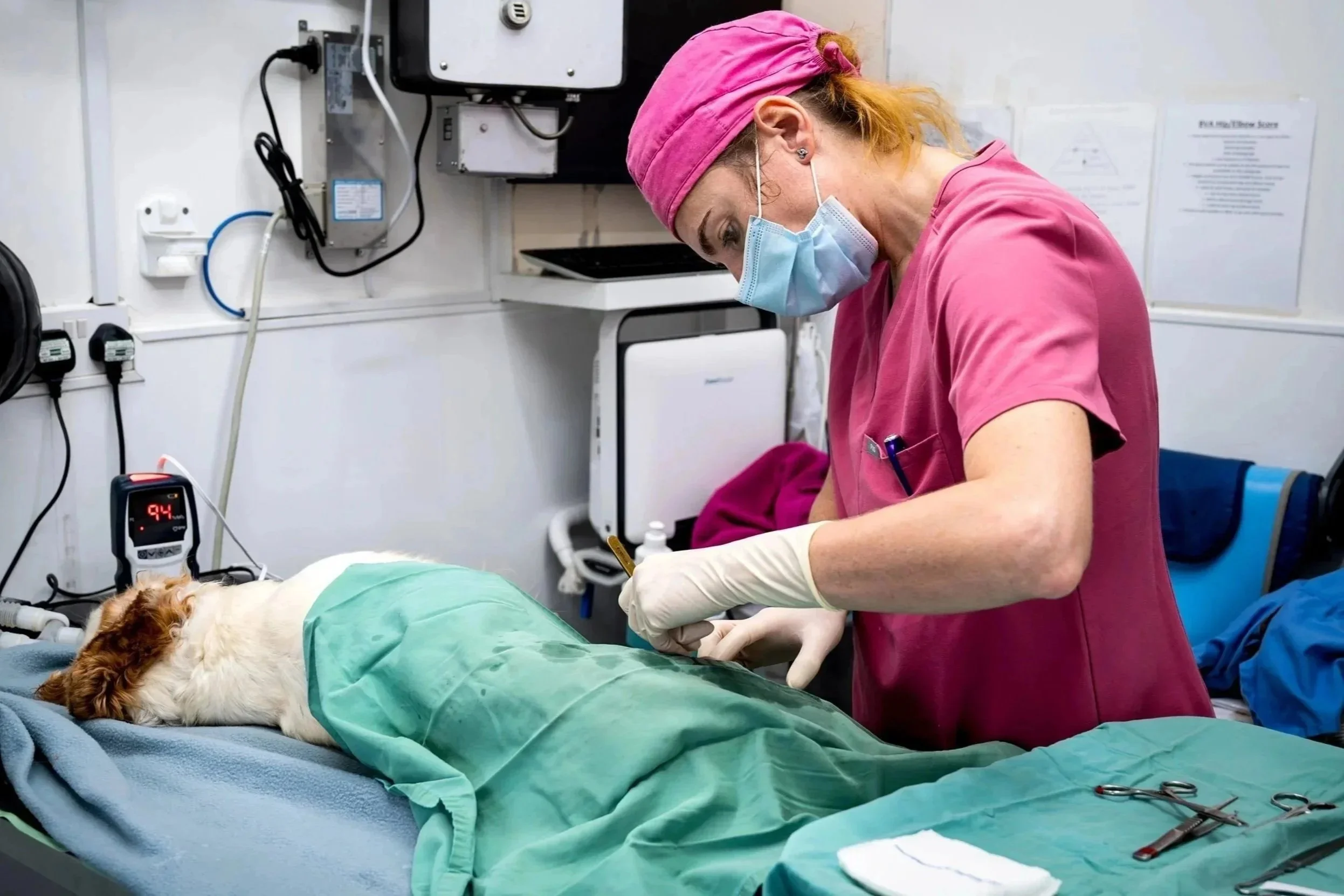 Veterinary surgeon performing a minor surgical procedure on a dog