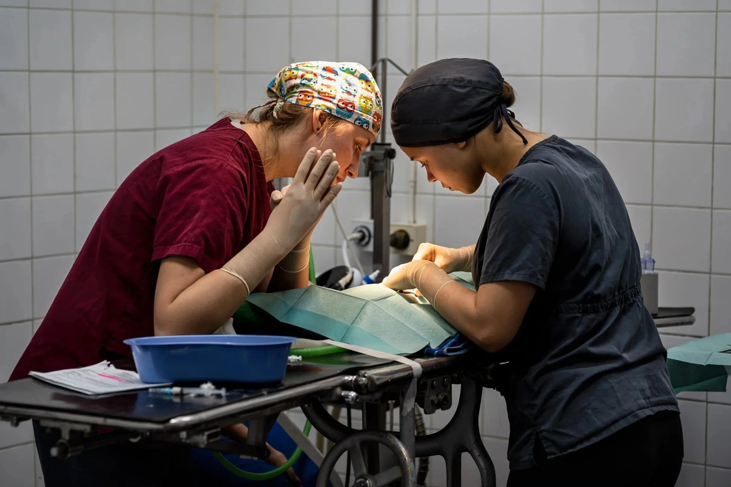 Two vets examining surgical site of a cat under theatre light