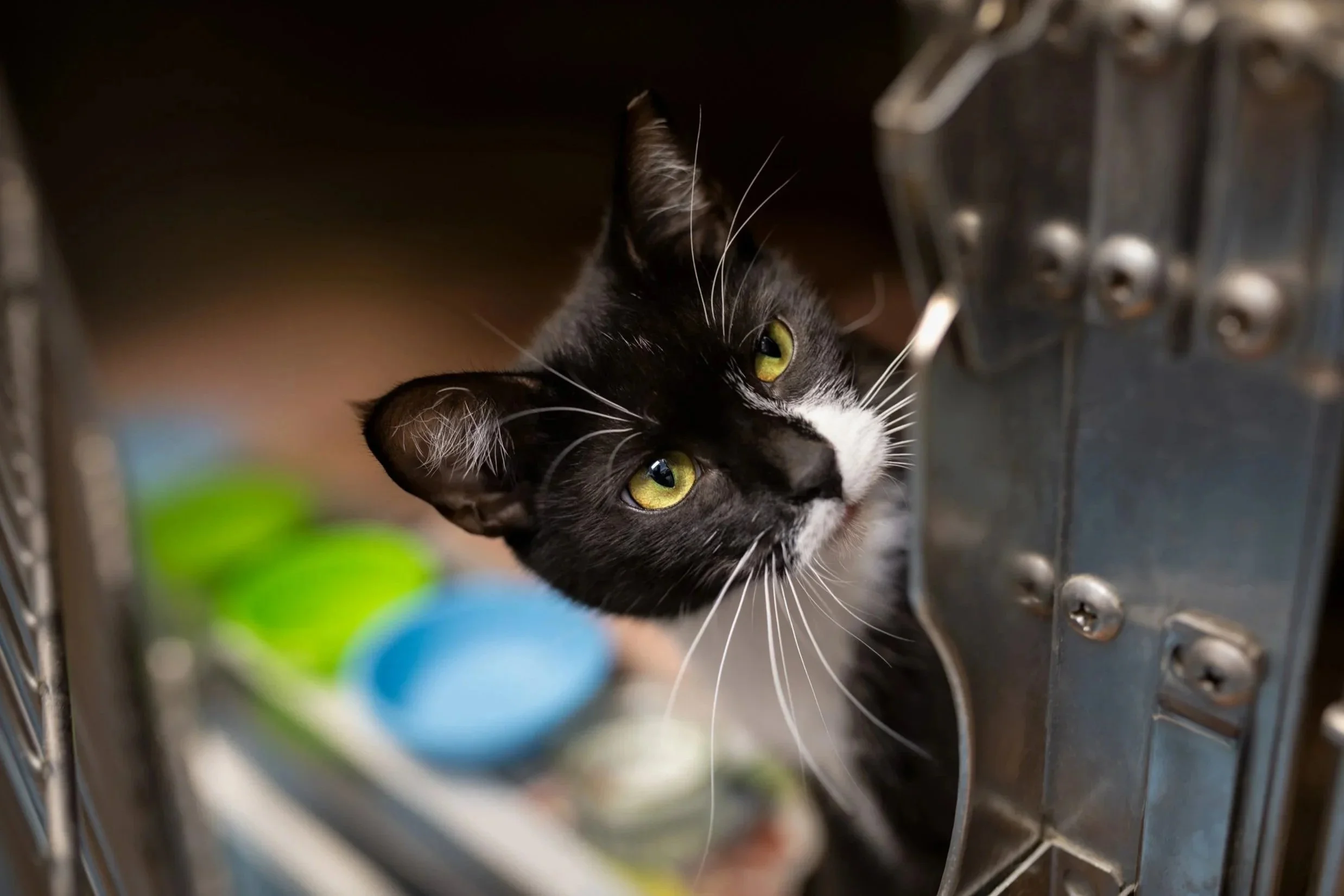 Black and white short haired rehoming cat looks round edge of kennel in rescue centre
