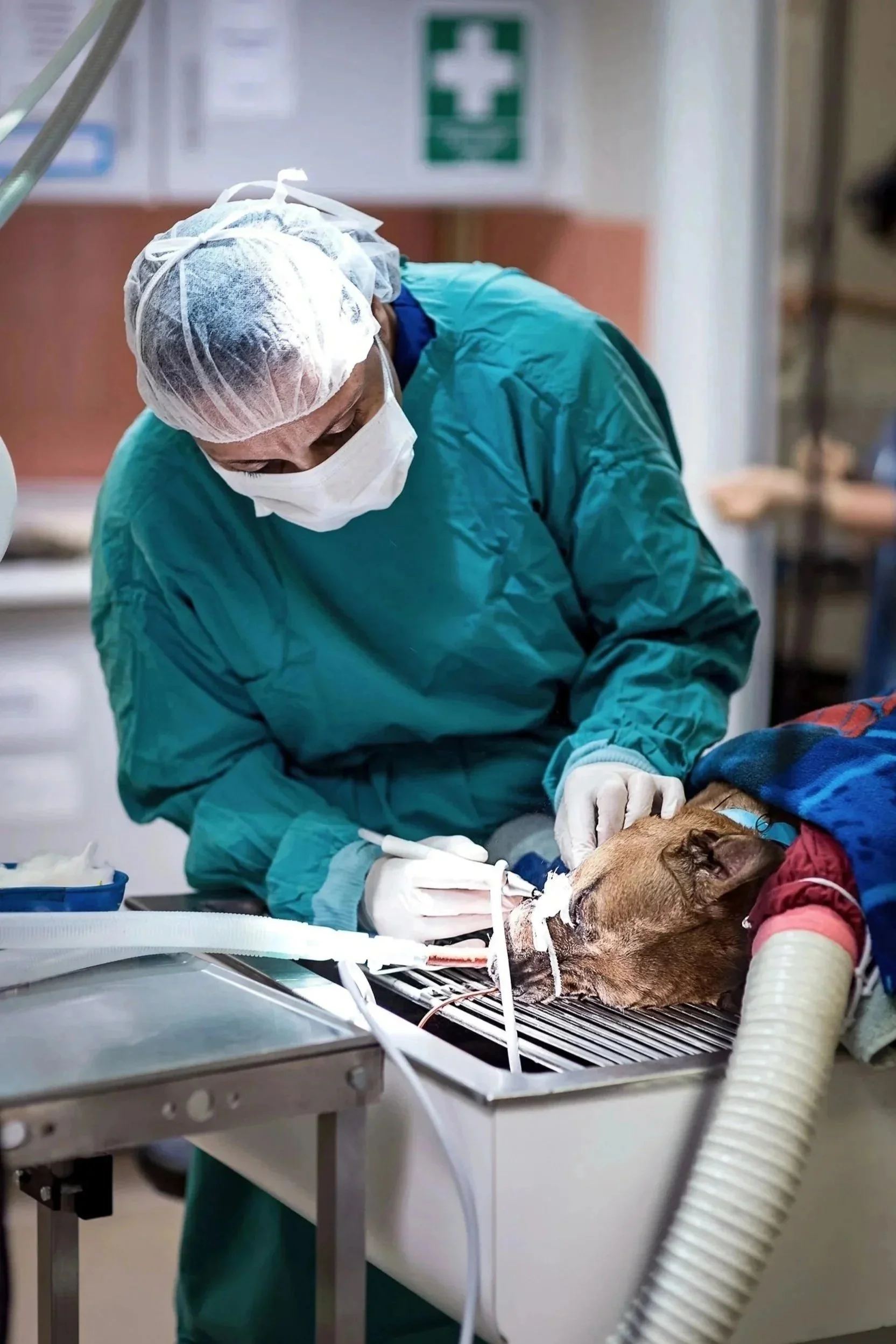 Blue Cross vet performing dental on dog in prep area of hospital