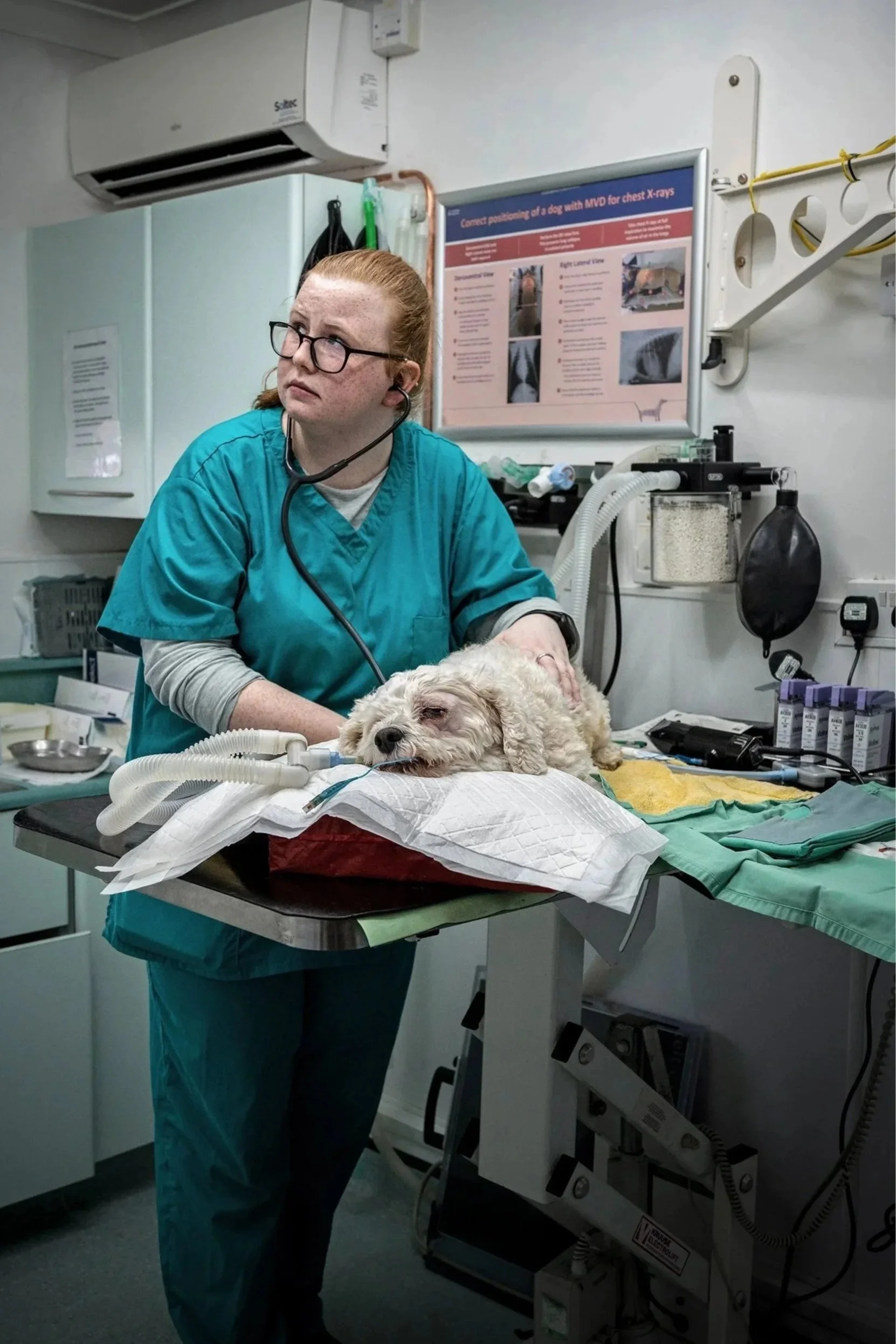 Veterinary nurse looking up at clock while measuring heart rate of dog under anaesthetic