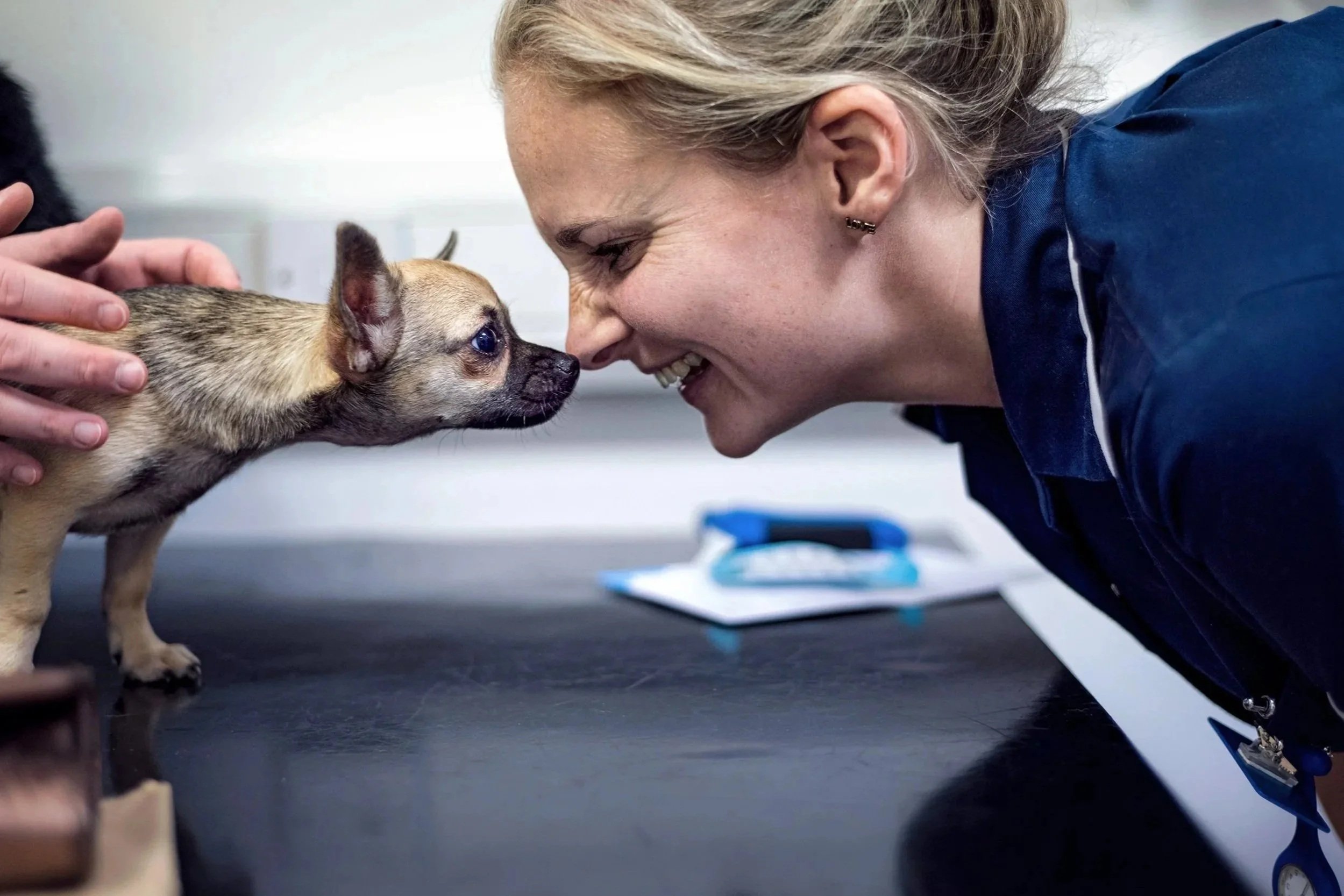 Blue Cross veterinary nurse playfully touches noses with puppy patient during nurses clinic