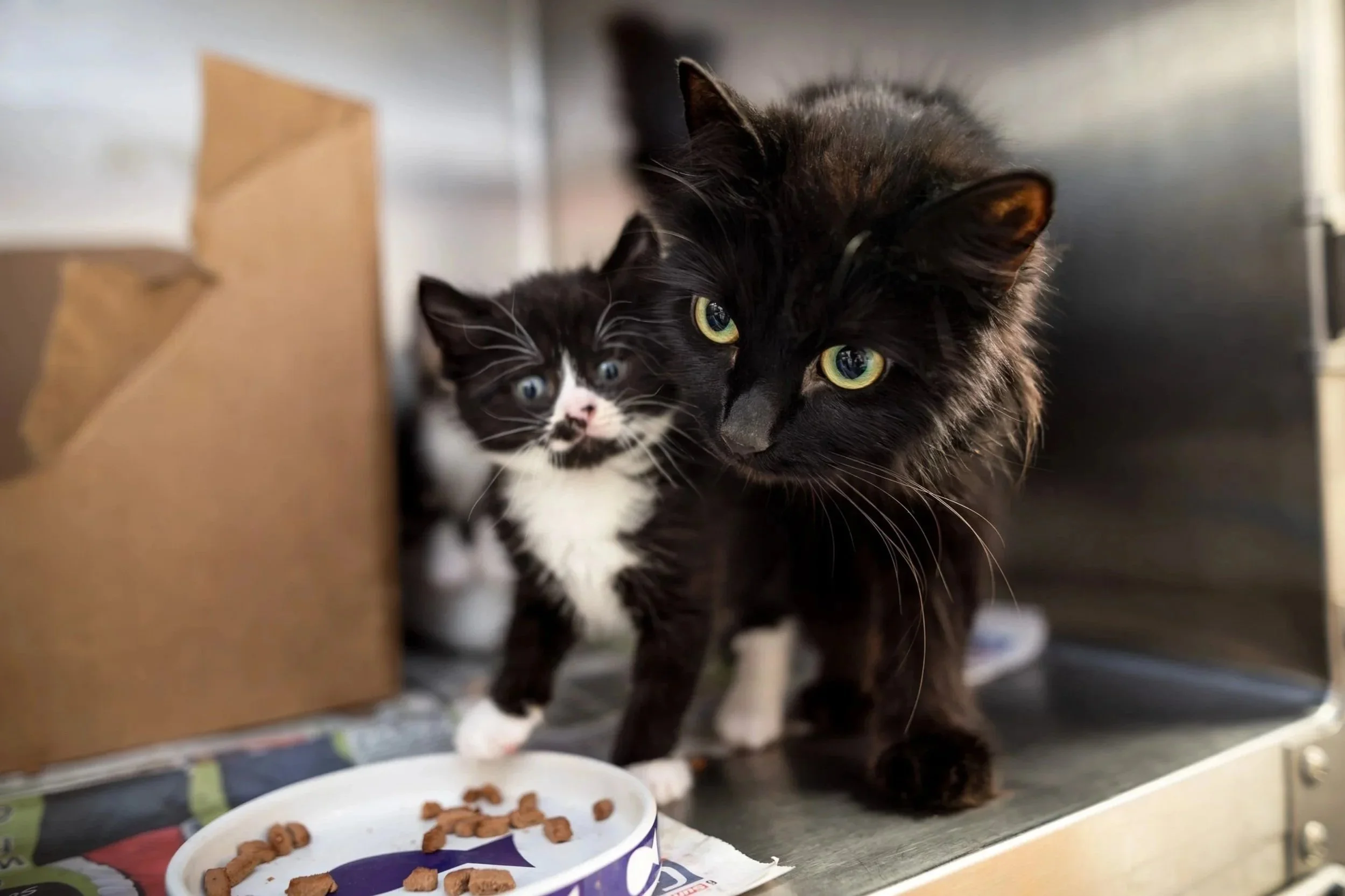 Black and white kitten being affectionate with black cat mother in rehoming centre