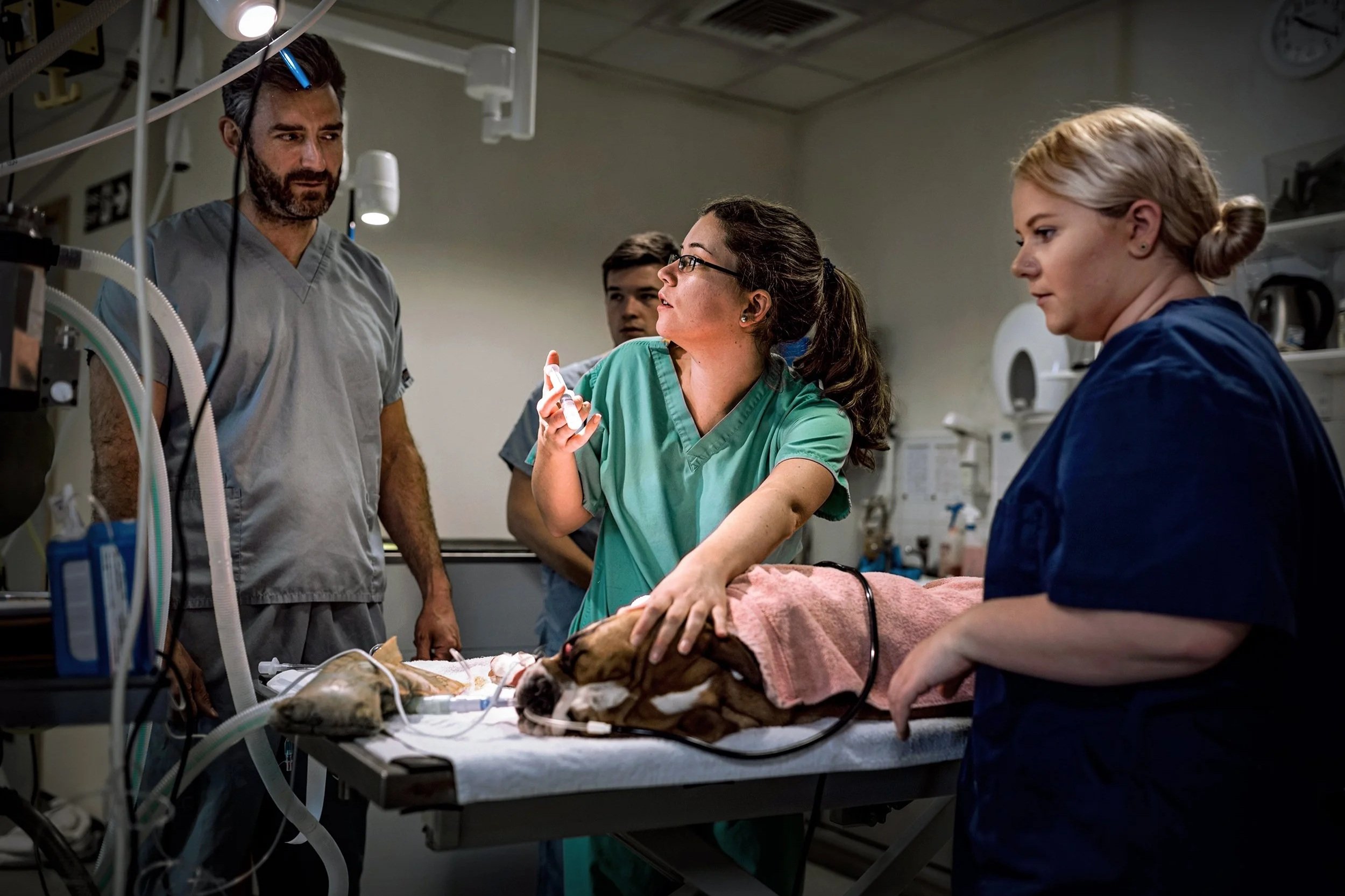 Vet discusses the coming surgery with veterinary nurses about the dog under anaesthetic
