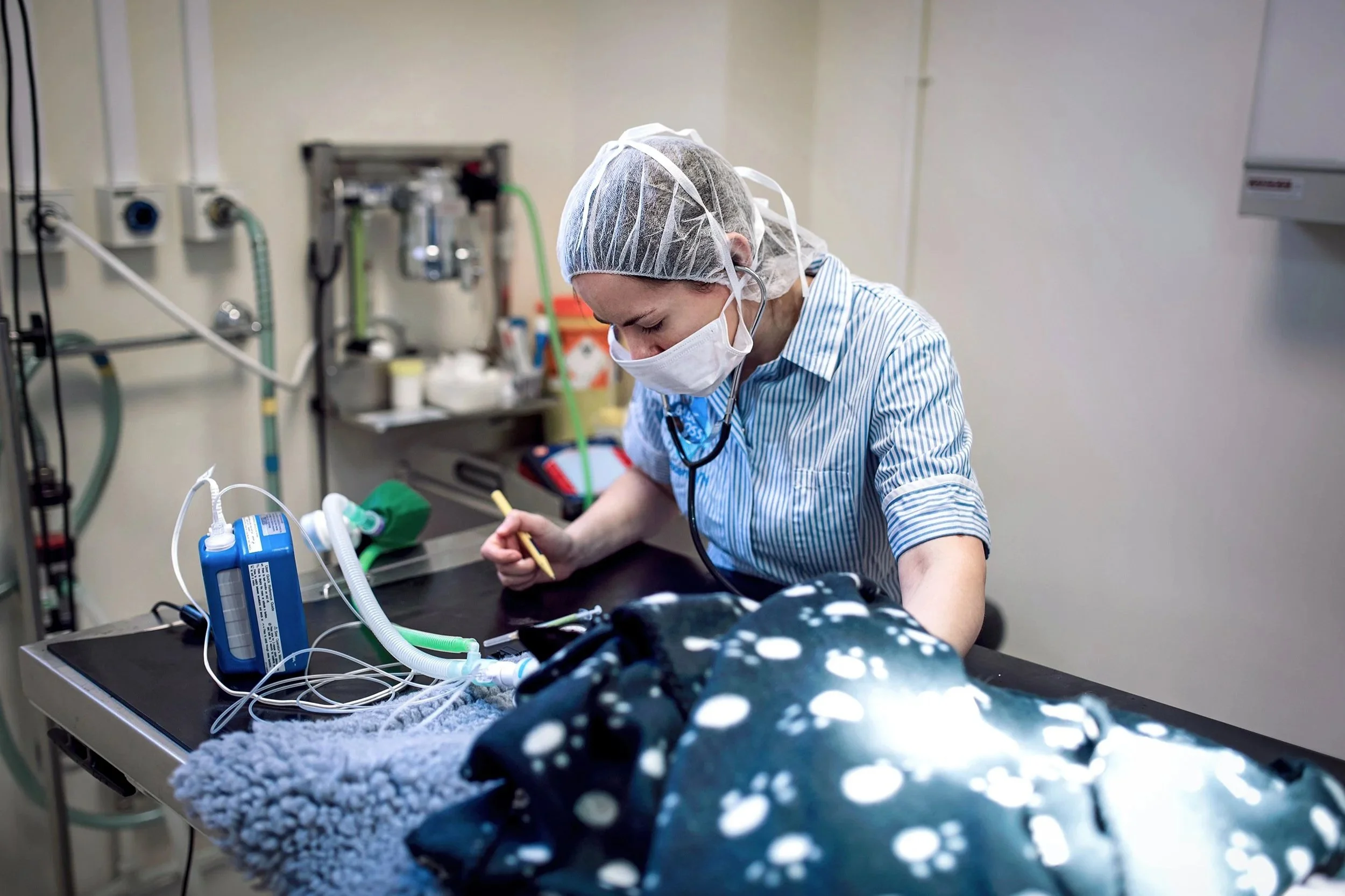 Blue Cross student veterinary nurse monitoring and recording the anaesthetic of cat awaiting surgery