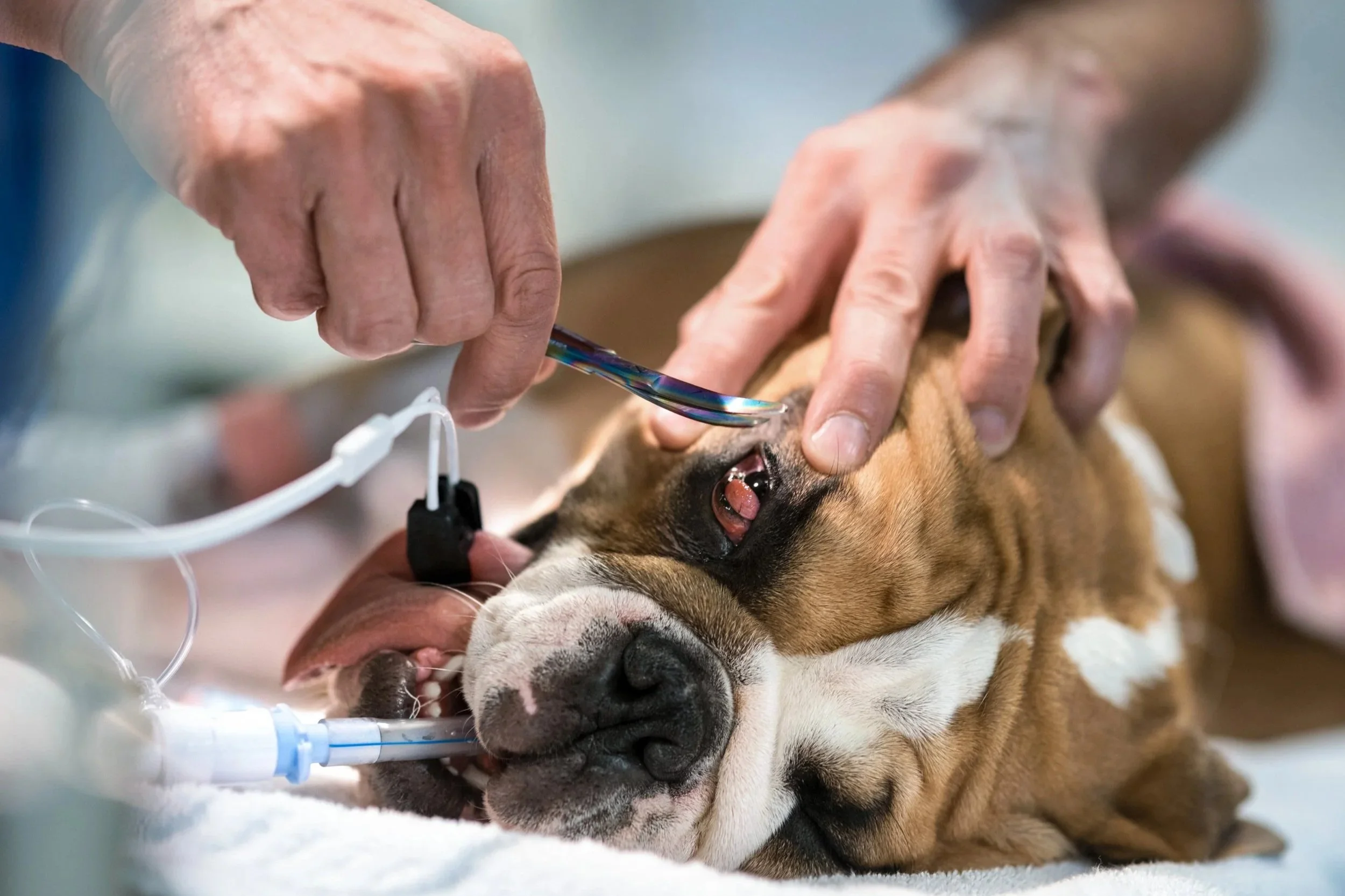 Close up photo of vet performing eye surgery on Bulldog with endotracheal tube and pulse oximeter in shot