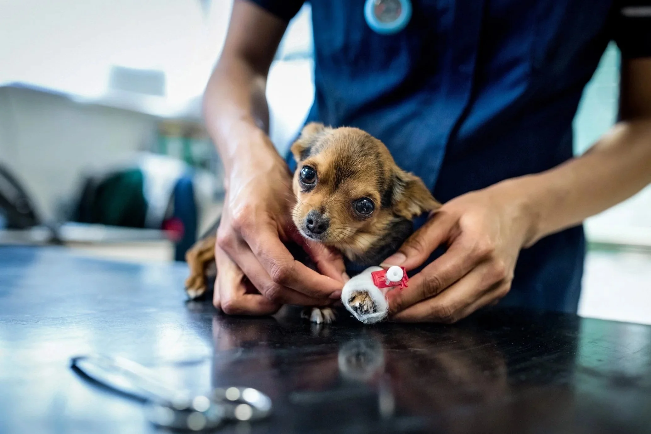 Shot of veterinary nurse placing bandage around IV catheter in leg of cute Chihuahua