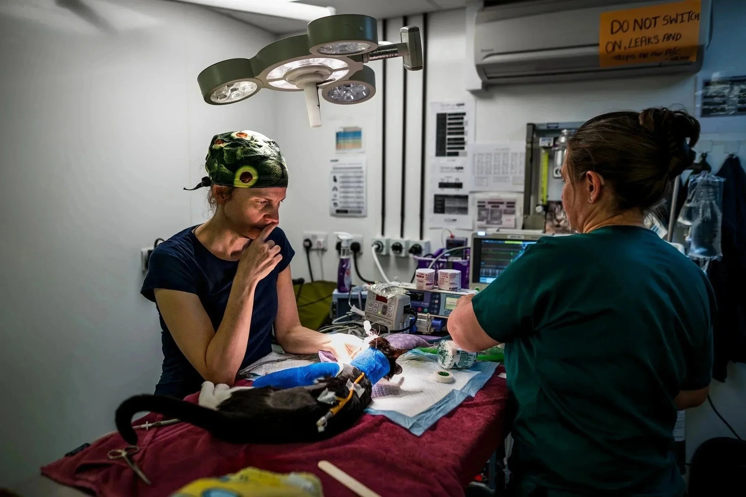 Vet tensely watches cat during post op recovery after placing a BEARD on the fractured jaw of a cat