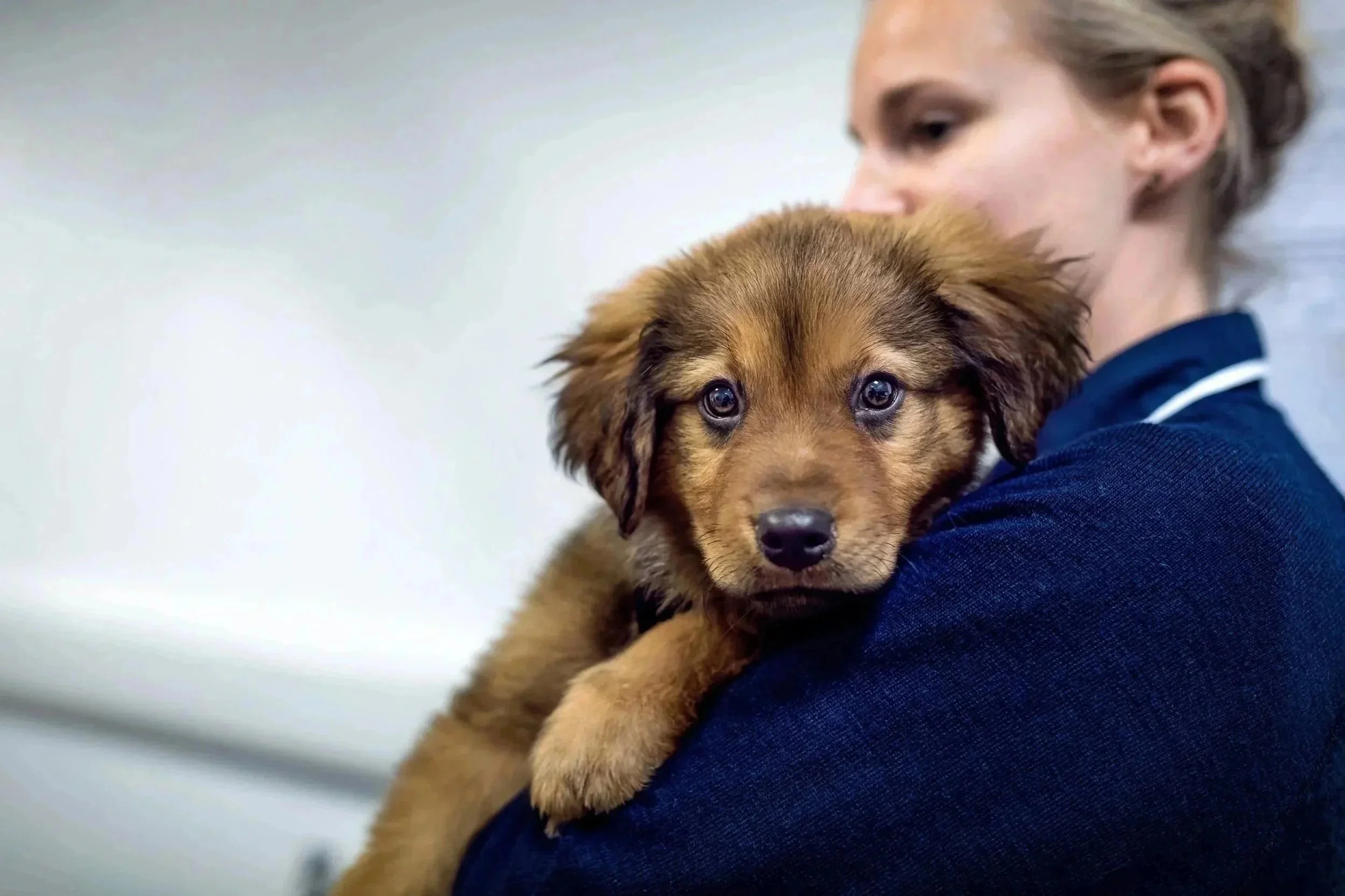 Puppy looks over the shoulder of Blue Cross nurse holding him towards the photographer