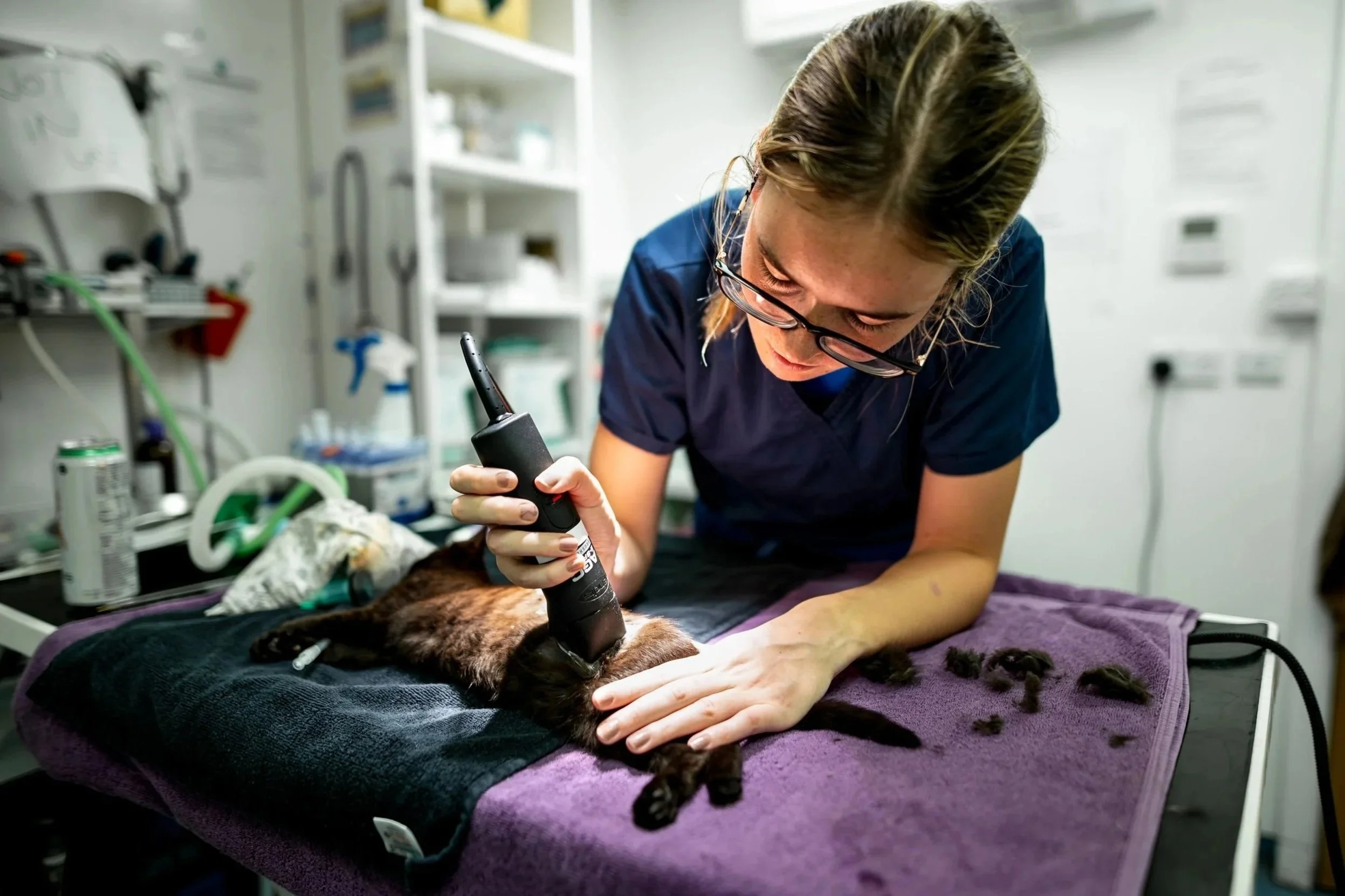 Vet student uses clippers to prep an anaesthetised cat for a flank spay on surgical table