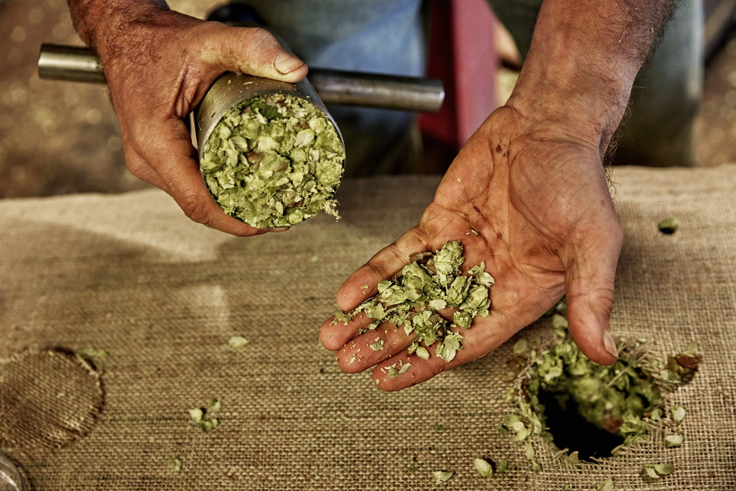 Hops.