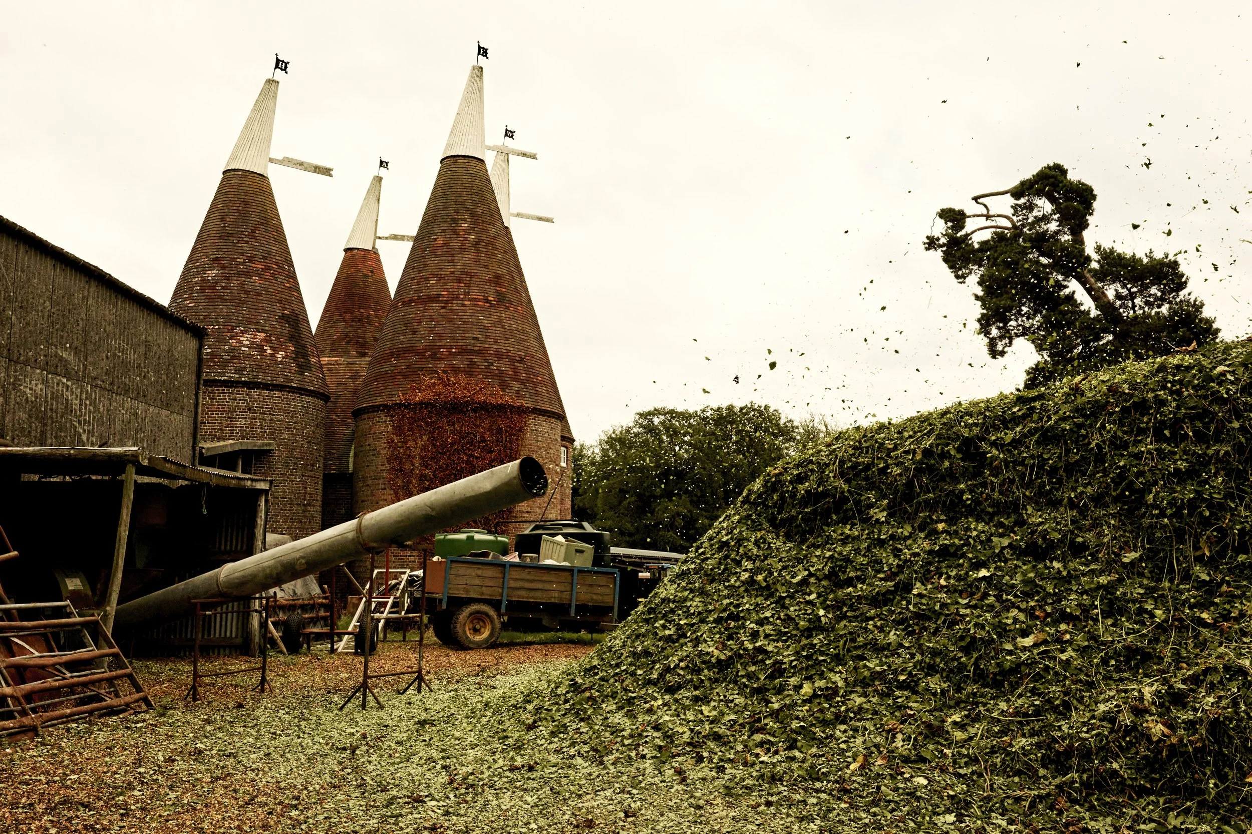 Pile of green hops being processed at a traditional oast house with cones, farm equipment, and a wooden cart.