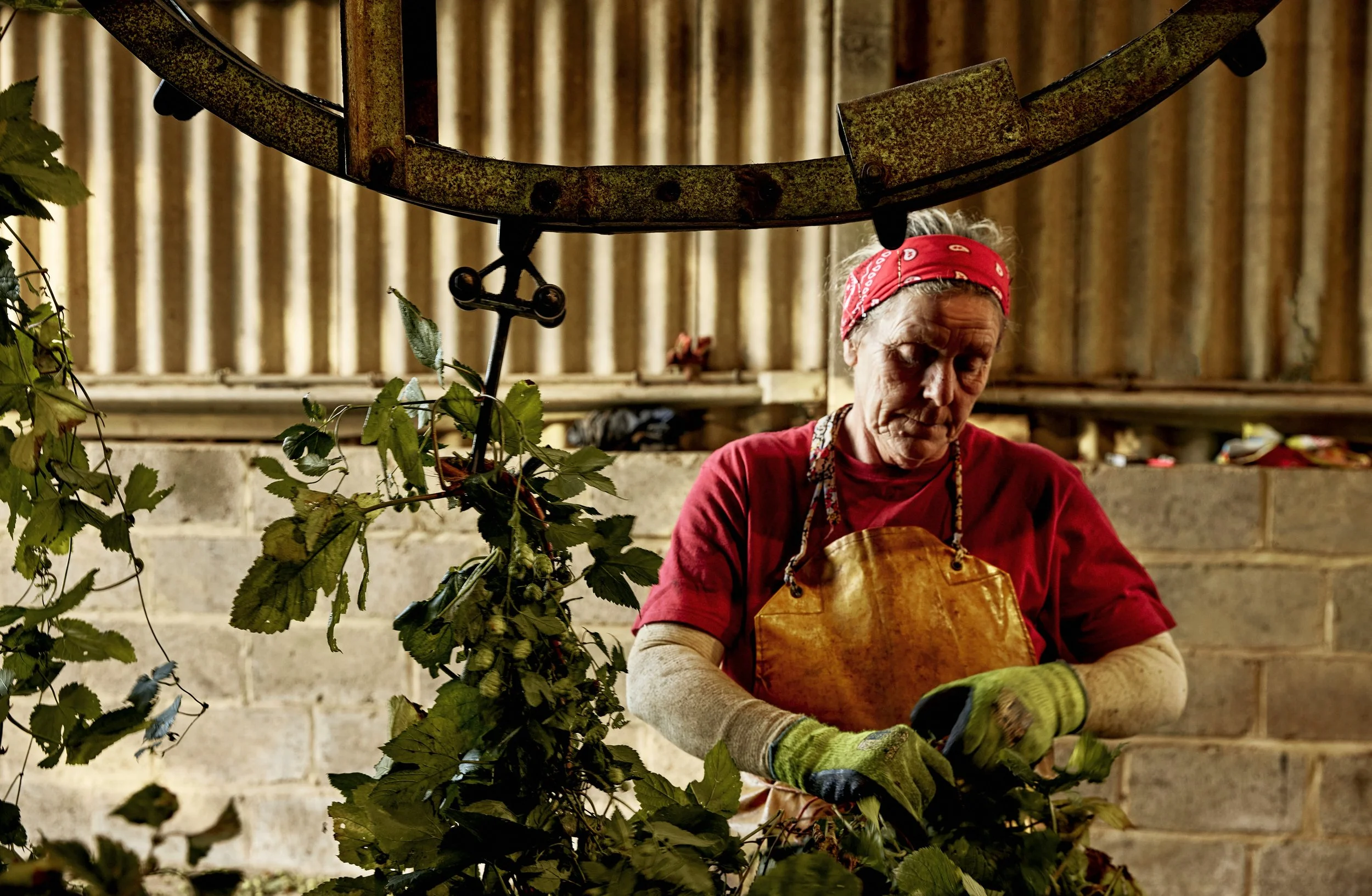 Looping onto 'Bruff' the Hop picking machine.