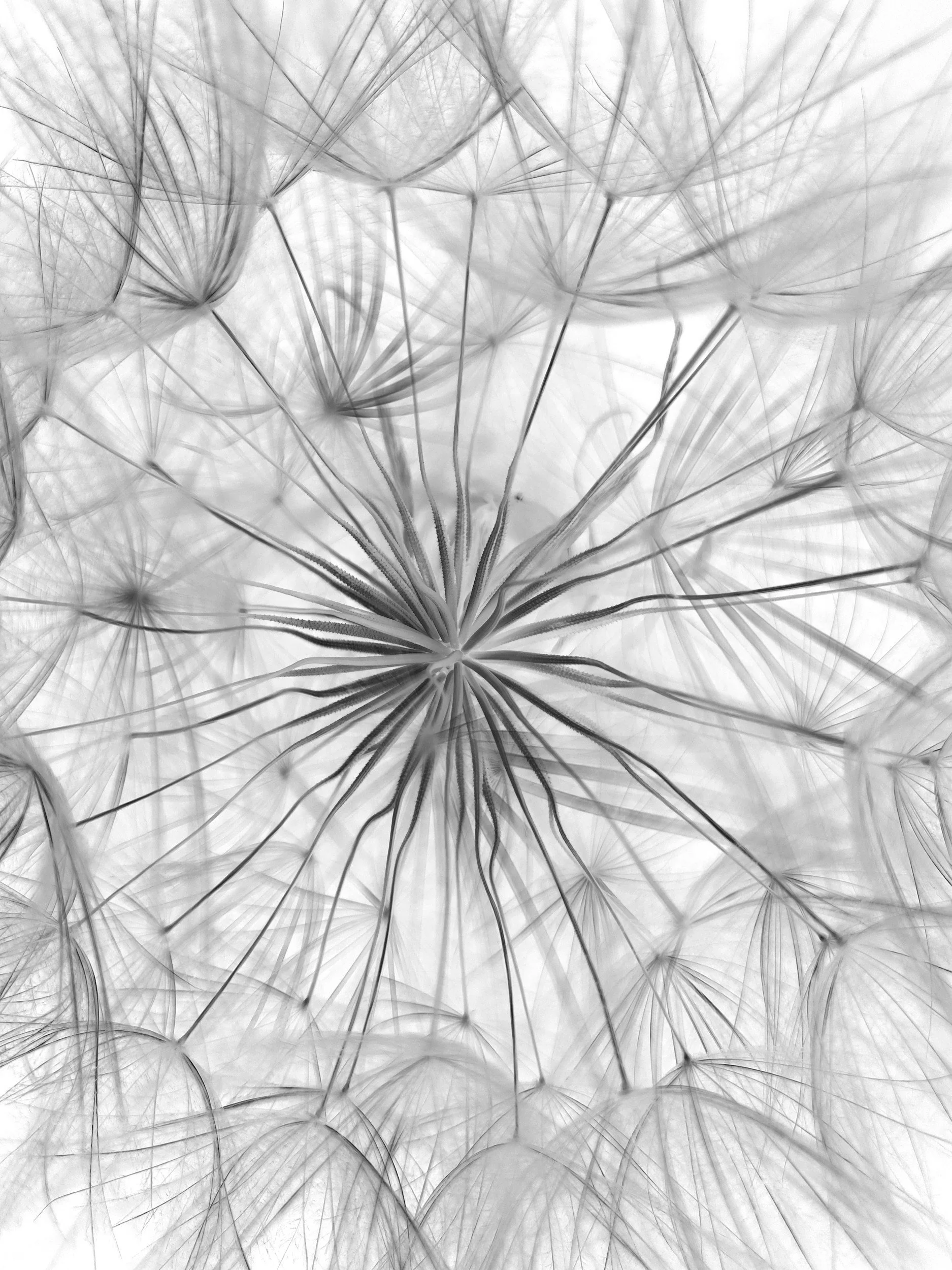 Close-up of a dandelion seed head with delicate seeds dispersing, symbolizing gentle exploration and natural change in somatic therapy.