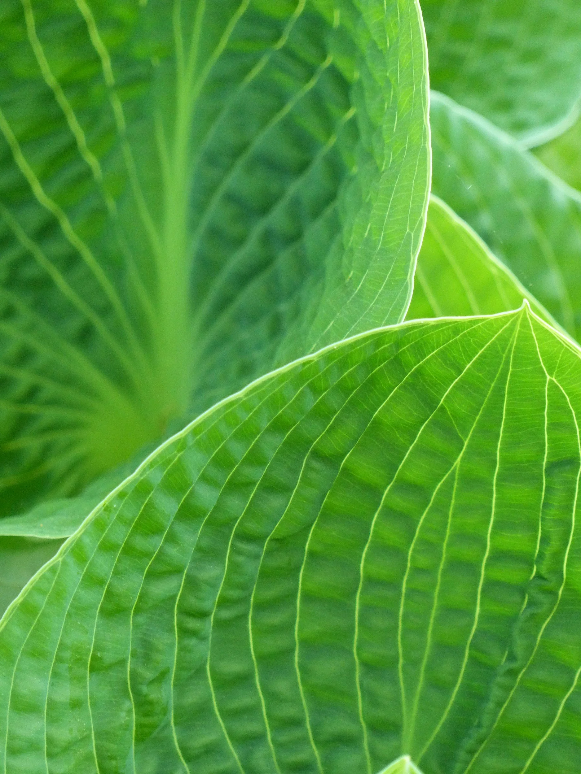 Close-up of green leaves representing mindfulness, embodiment, and somatic self-awareness