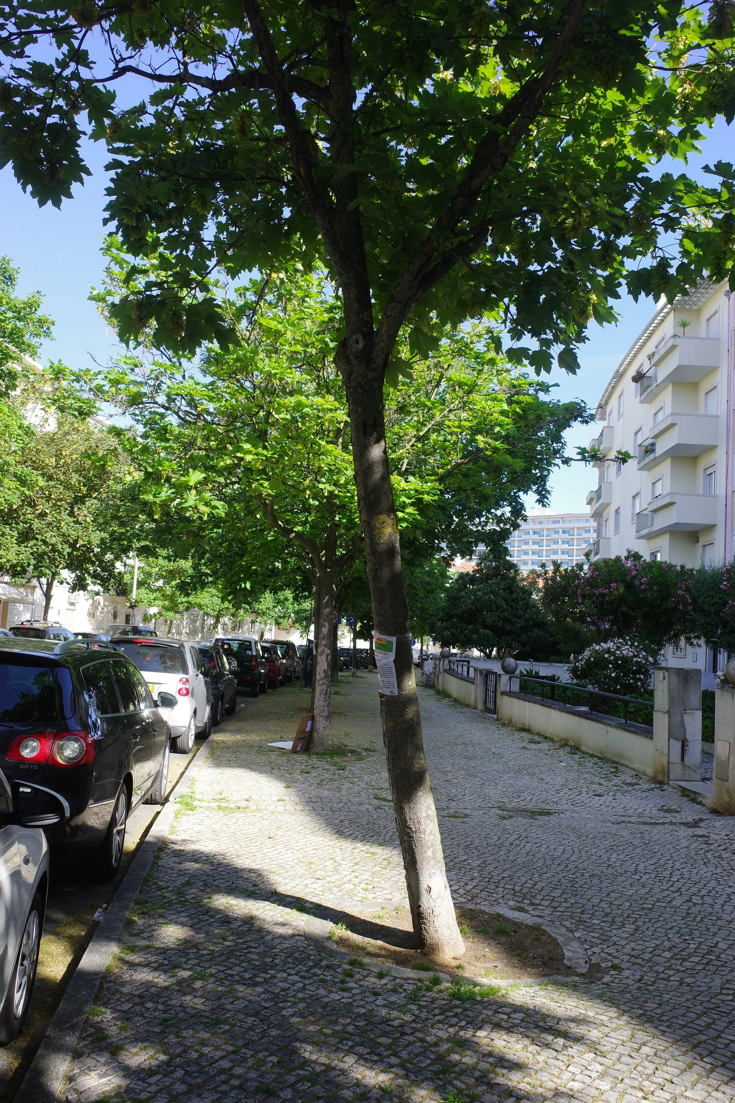 Rua com árvores ao lado, carros estacionados na rua, edifícios residenciais ao fundo, sombra das árvores no chão, clima ensolarado.