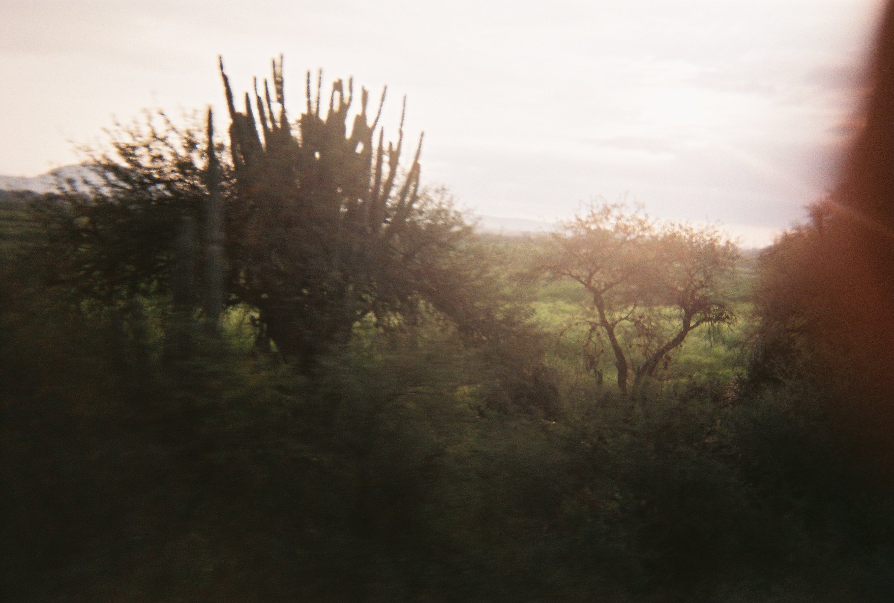 Cardboard & Copenhagen, ongoing (8 of 26)