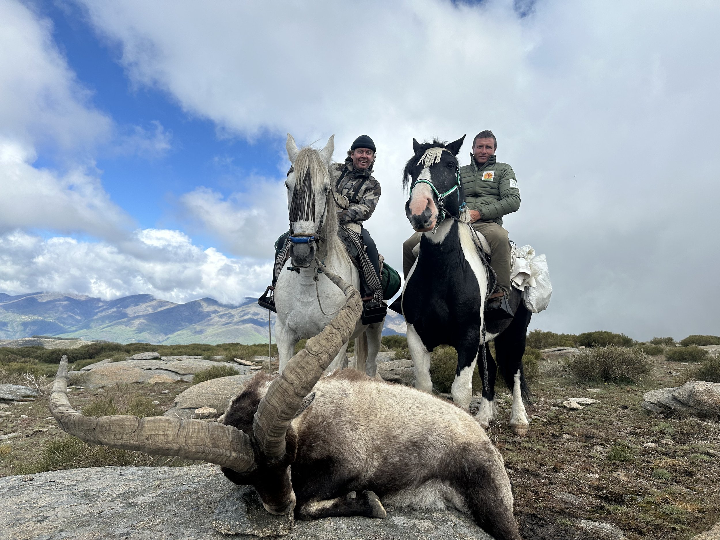 Gredos or+ chevaux.jpeg