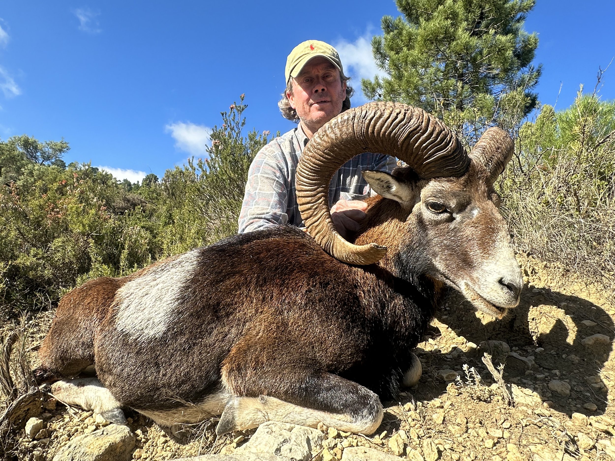 Mouflon Fust.jpeg