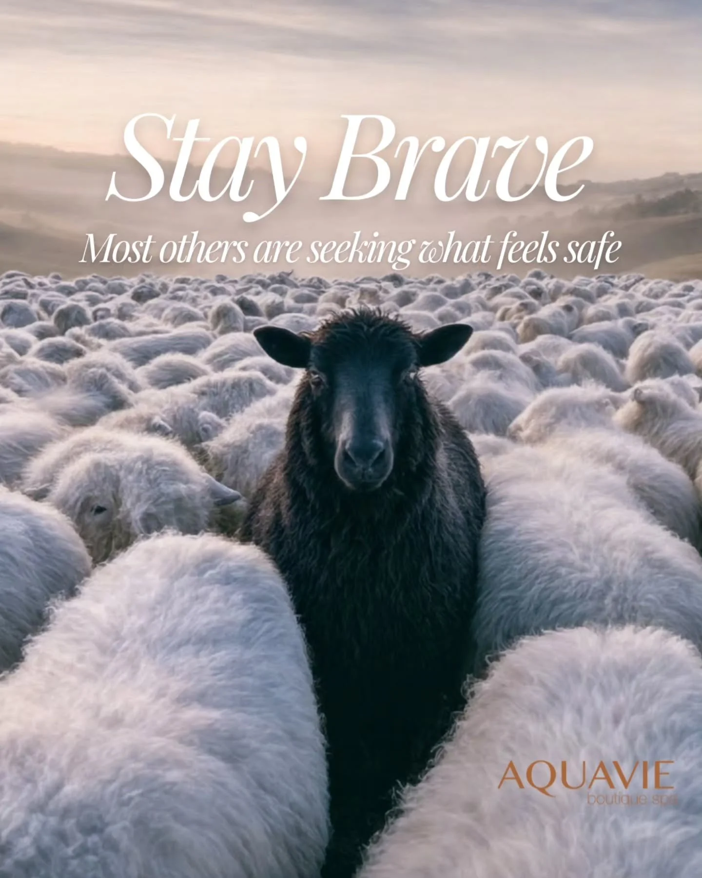 Wednesday wisdom...

STAY BRAVE ✨️

#wellnessexperttonbridge #energyworkerstonbridge #aquaviespaTonbridge  #zenlifestyle #morethanjustaspa